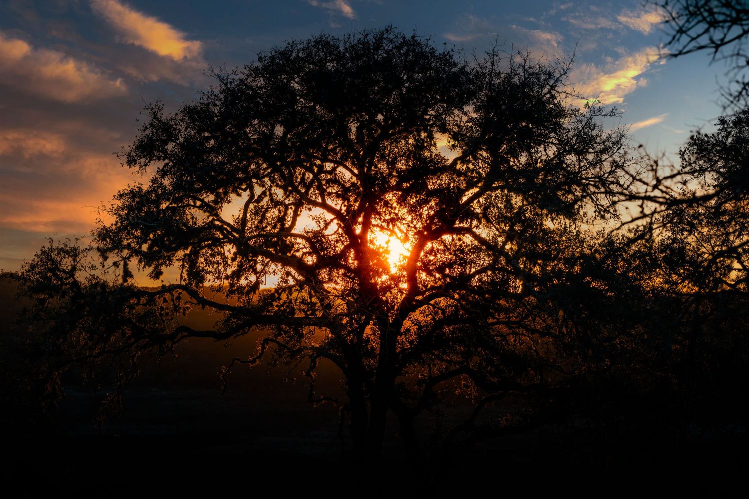 Dramatic sunset silhouettes oak trees against an orange and purple sky.