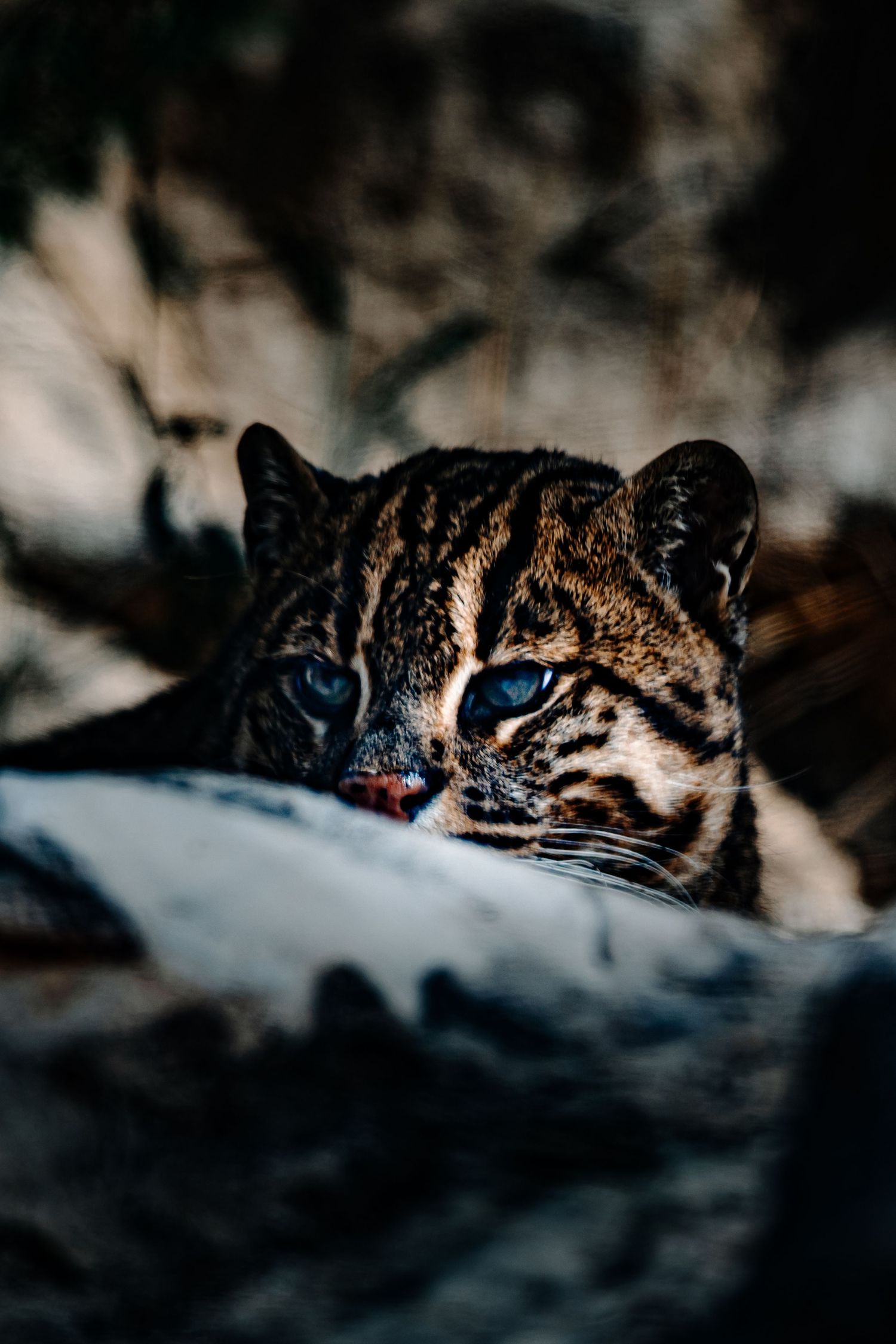 Close-up macro shot of a leopard's eye and spotted fur pattern in dramatic lighting.