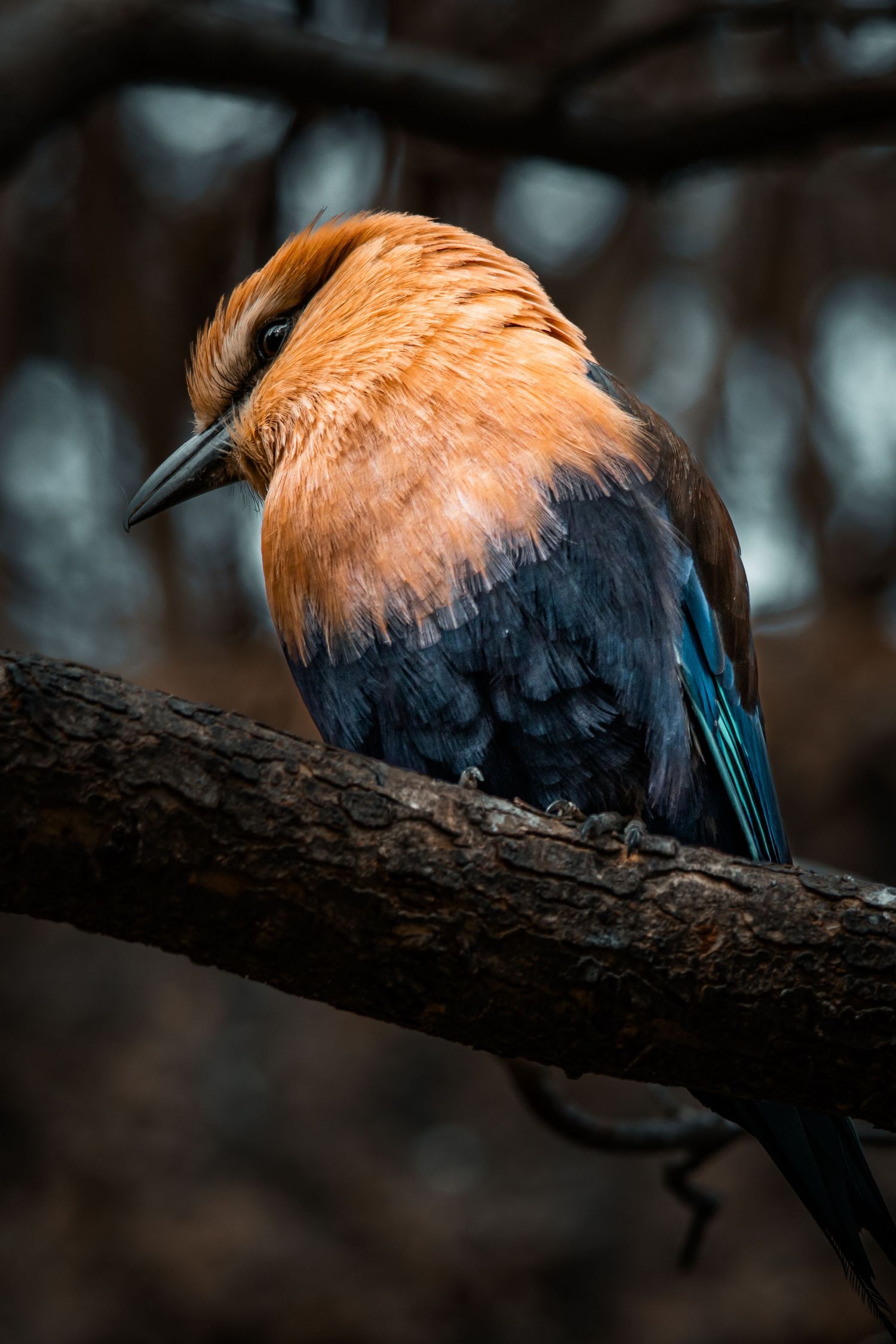 A close-up shot of an orange and blue bird perched on a tree branch in soft lighting.