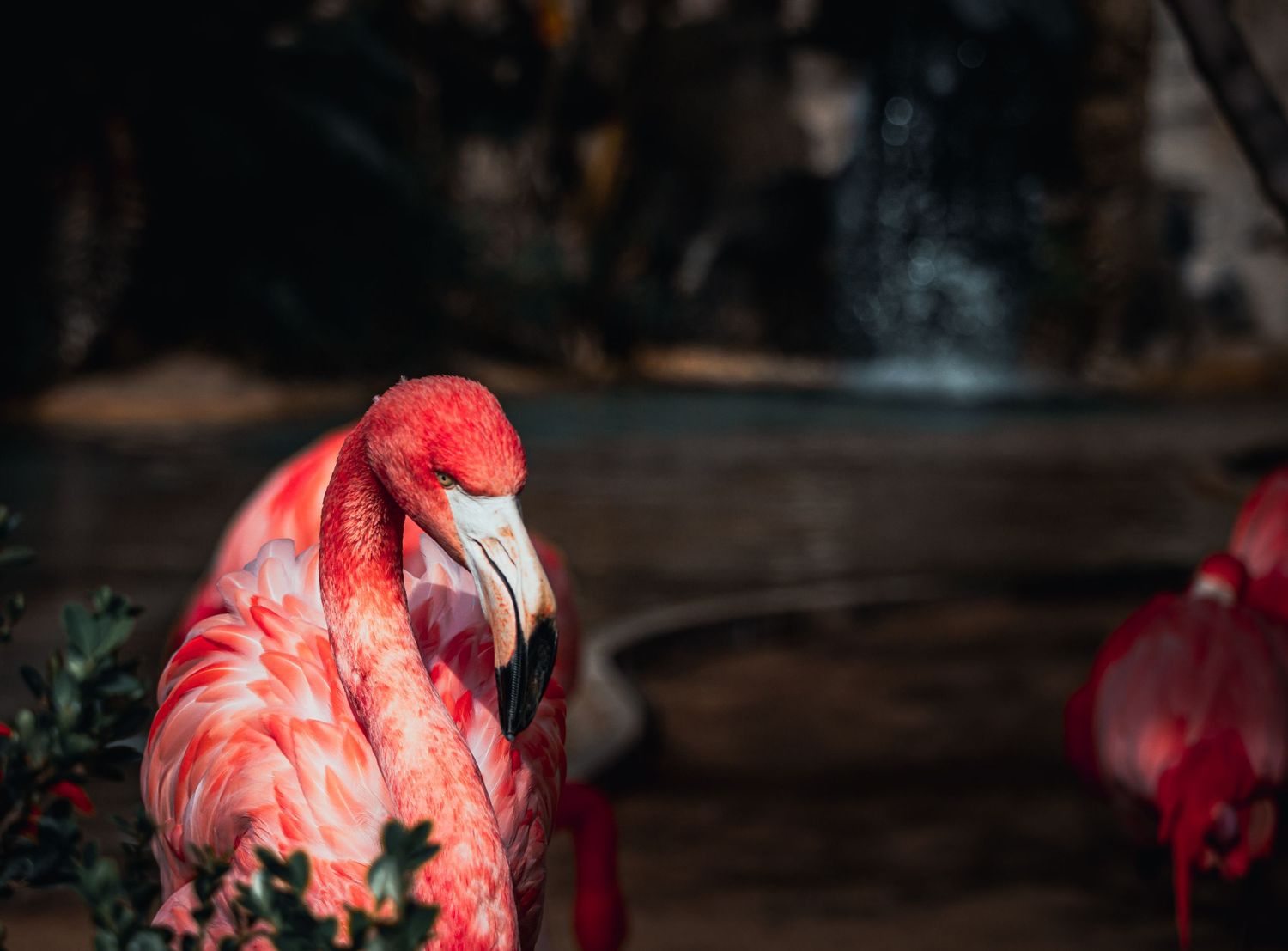 Close-up of a pink flamingo's head and neck against a dark background.