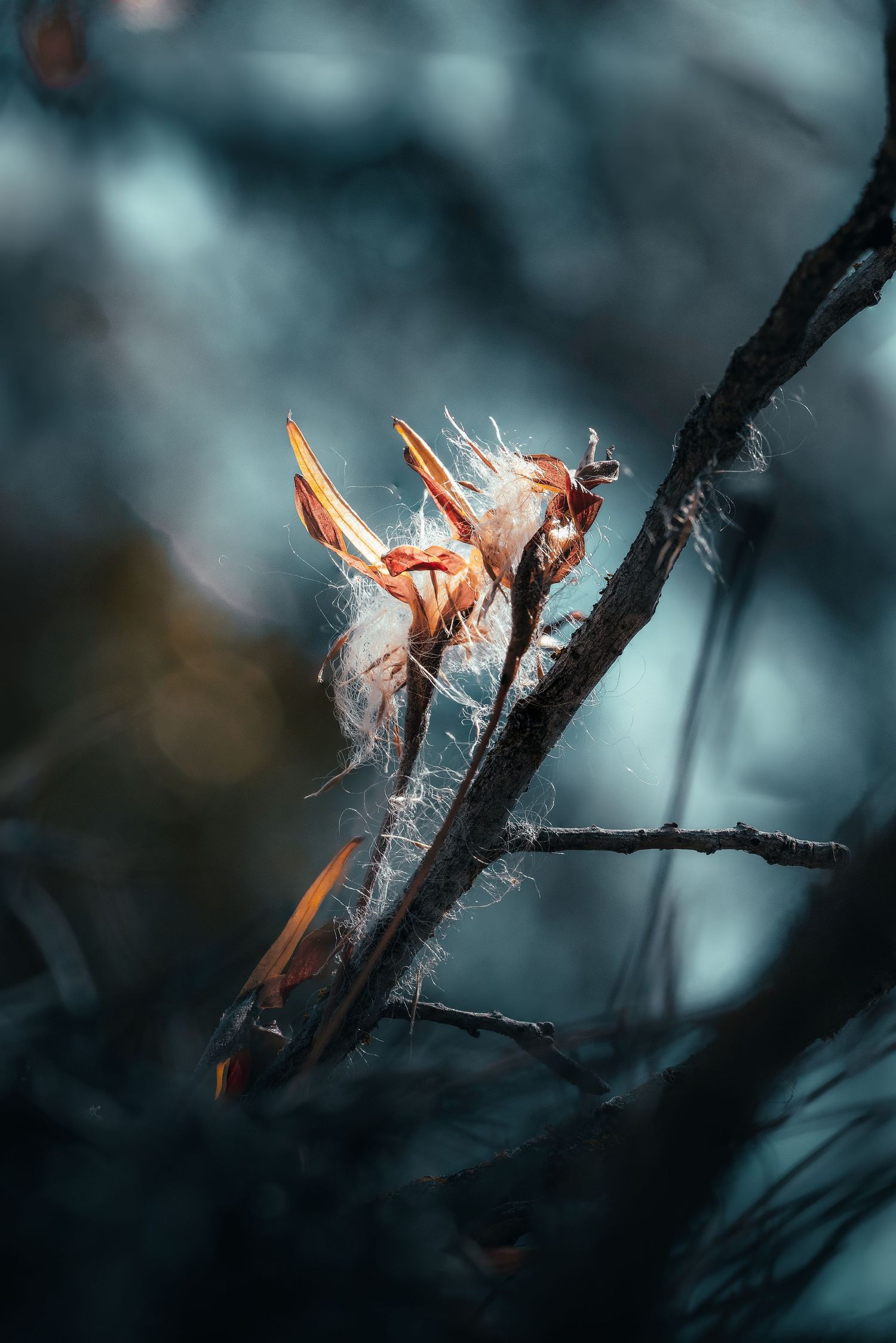 Close-up macro shot of delicate frost crystals forming on a dark tree branch.