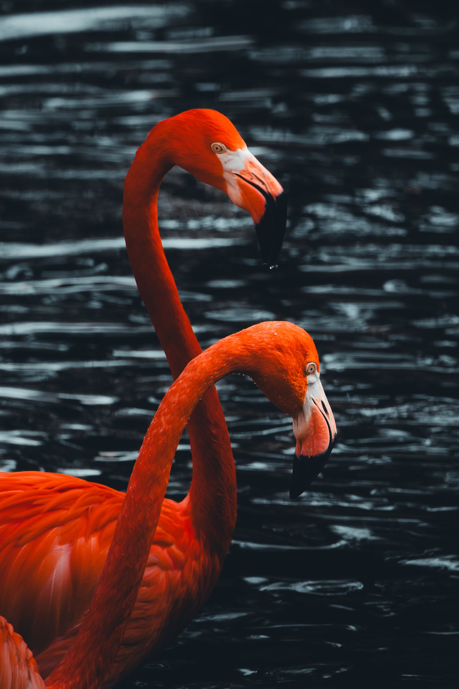 Two bright orange flamingos with curved necks against dark water.