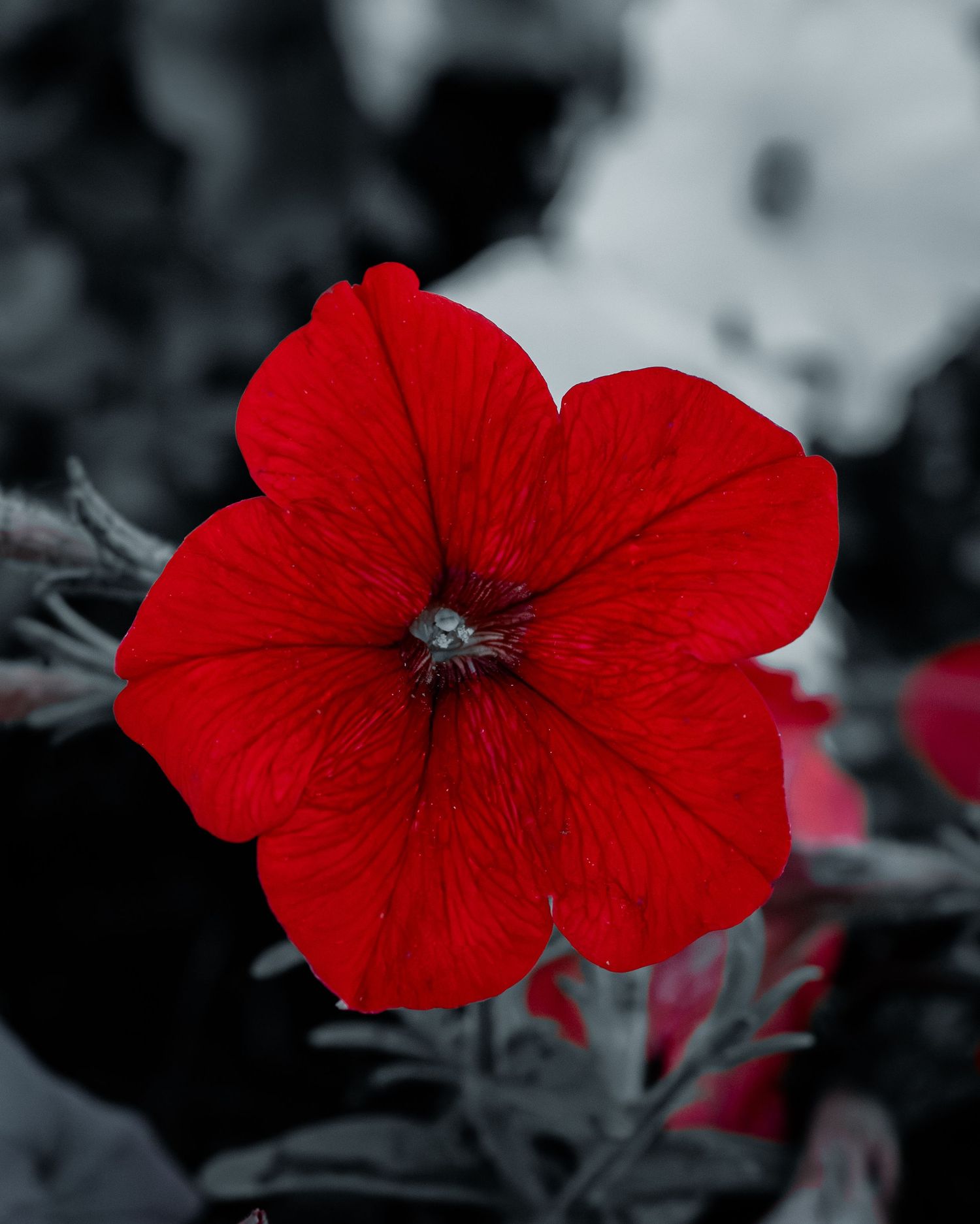 Vibrant red petunia flower in full bloom against a black and white background.
