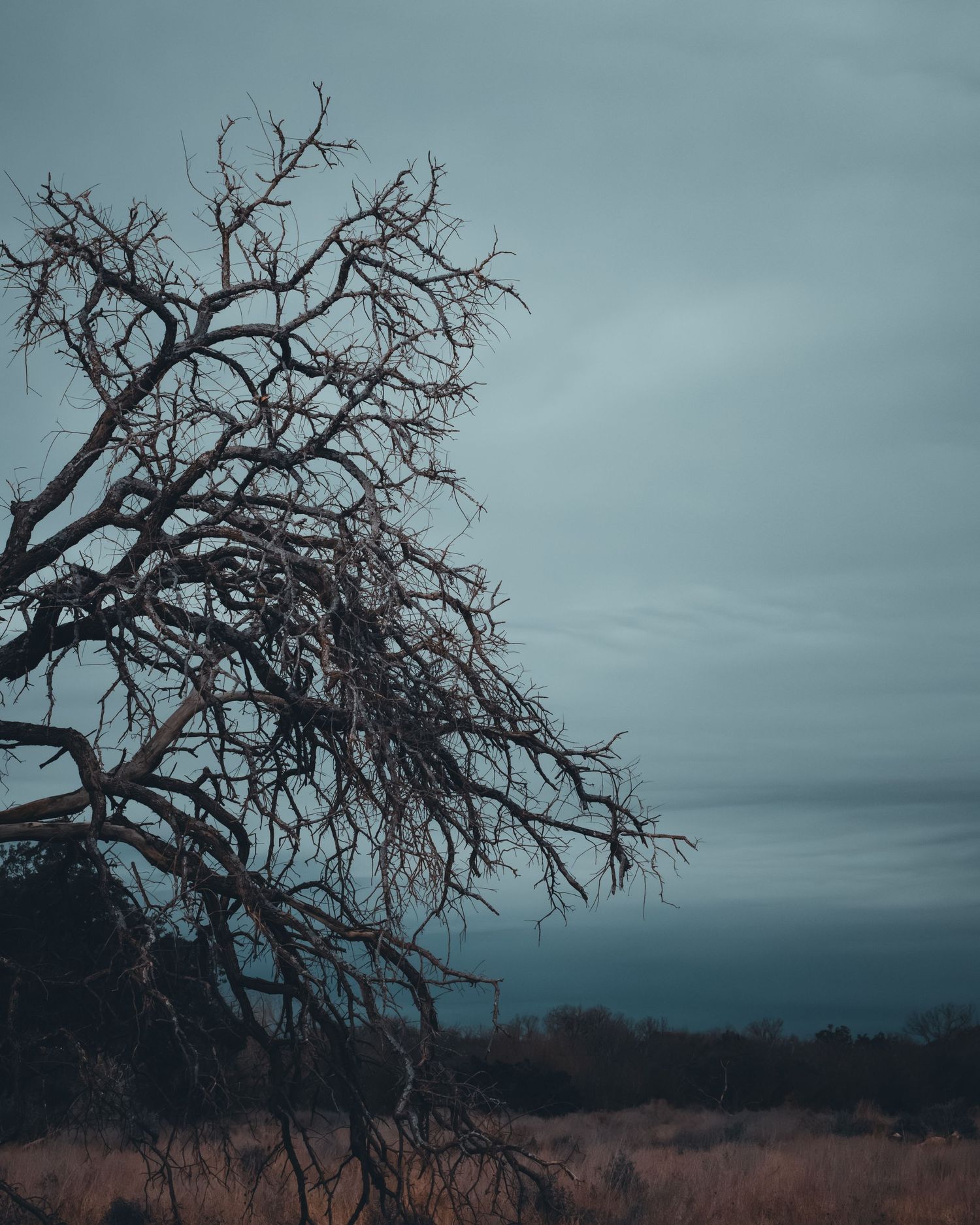 Bare tree branches silhouetted against a moody grey sky create an eerie atmospheric scene.