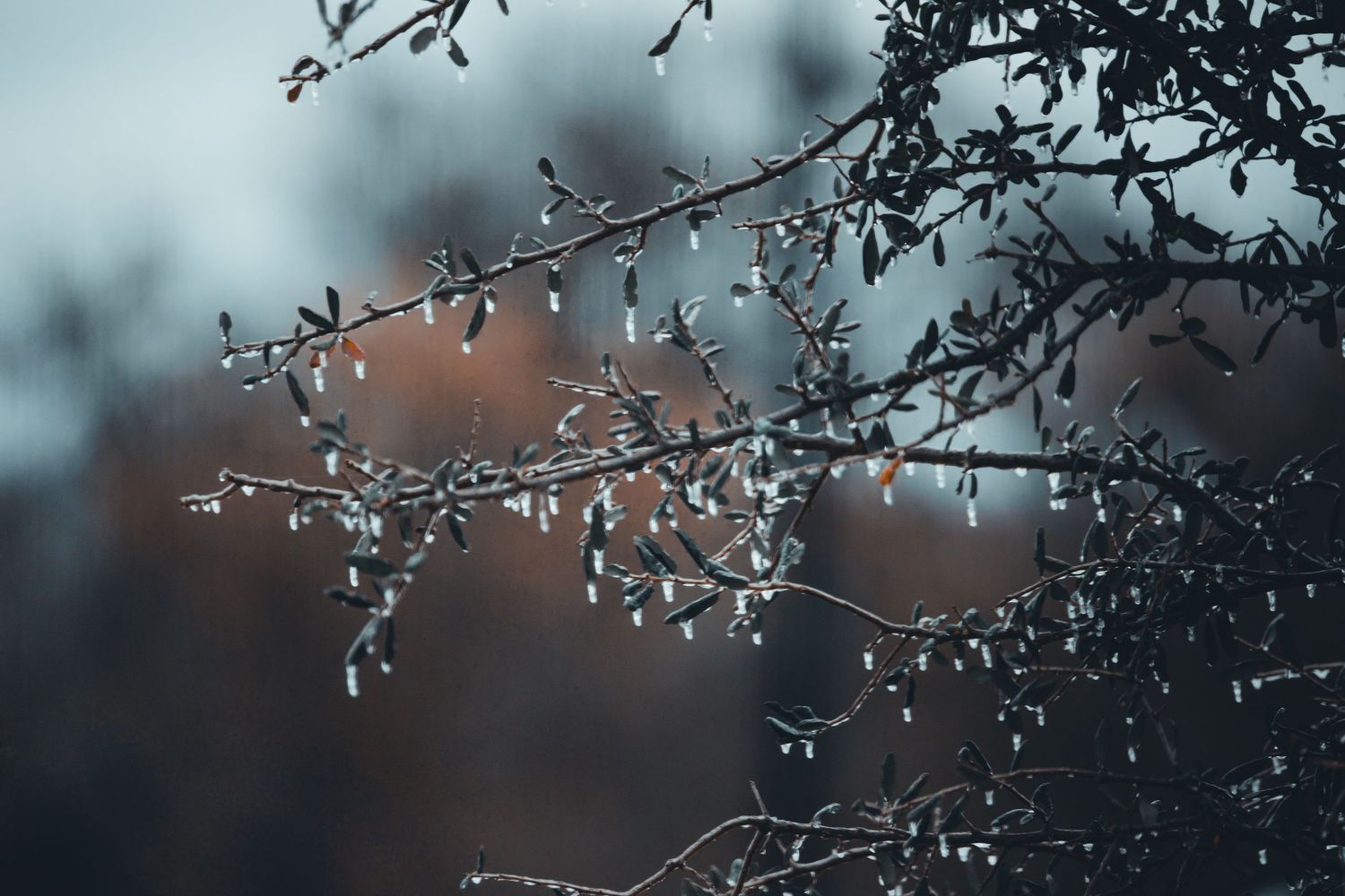 Delicate ice crystals form on bare winter tree branches against a soft blurred background.