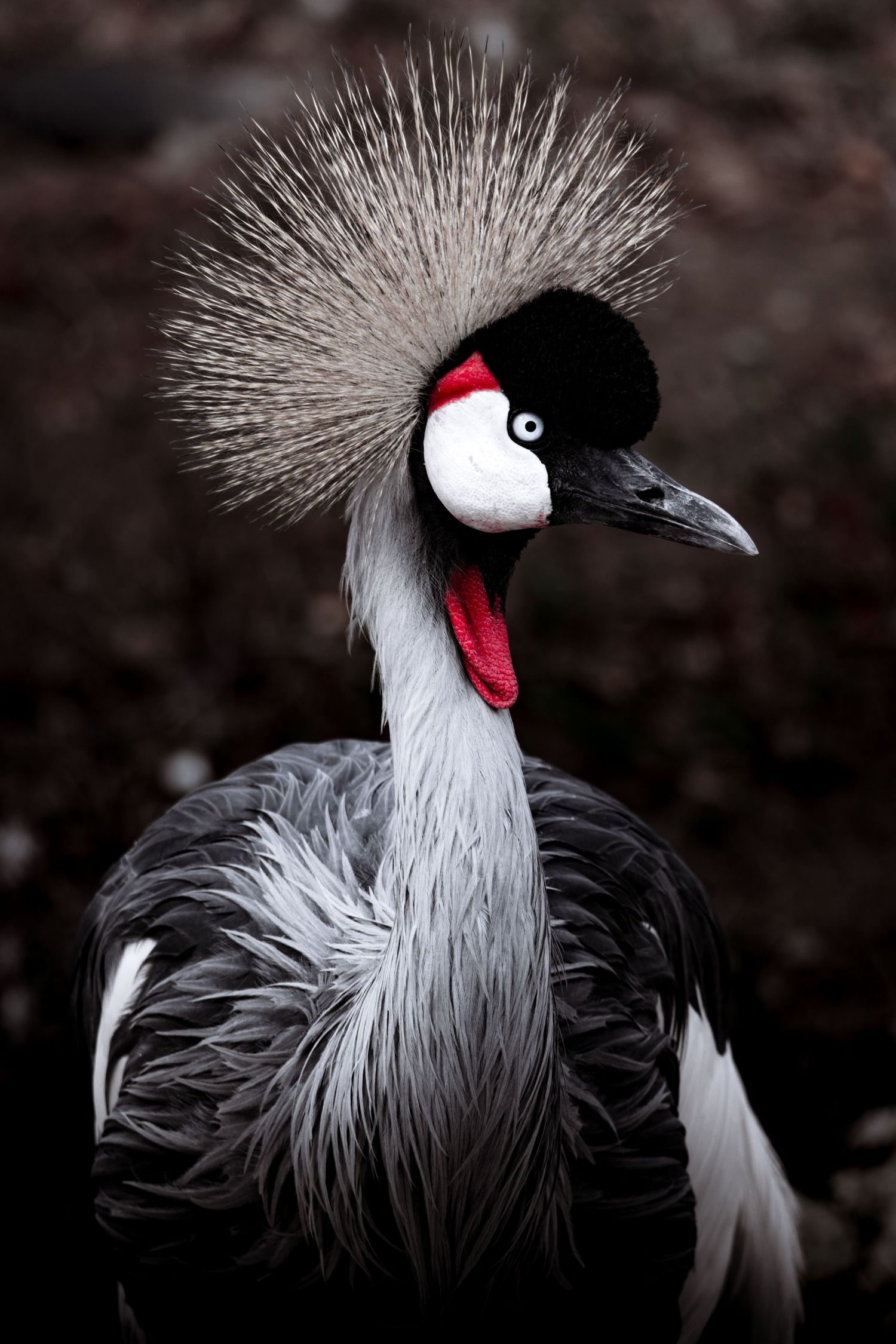 A grey crowned crane with distinctive white and black feathers and a spiky crown displays its elegant plumage.