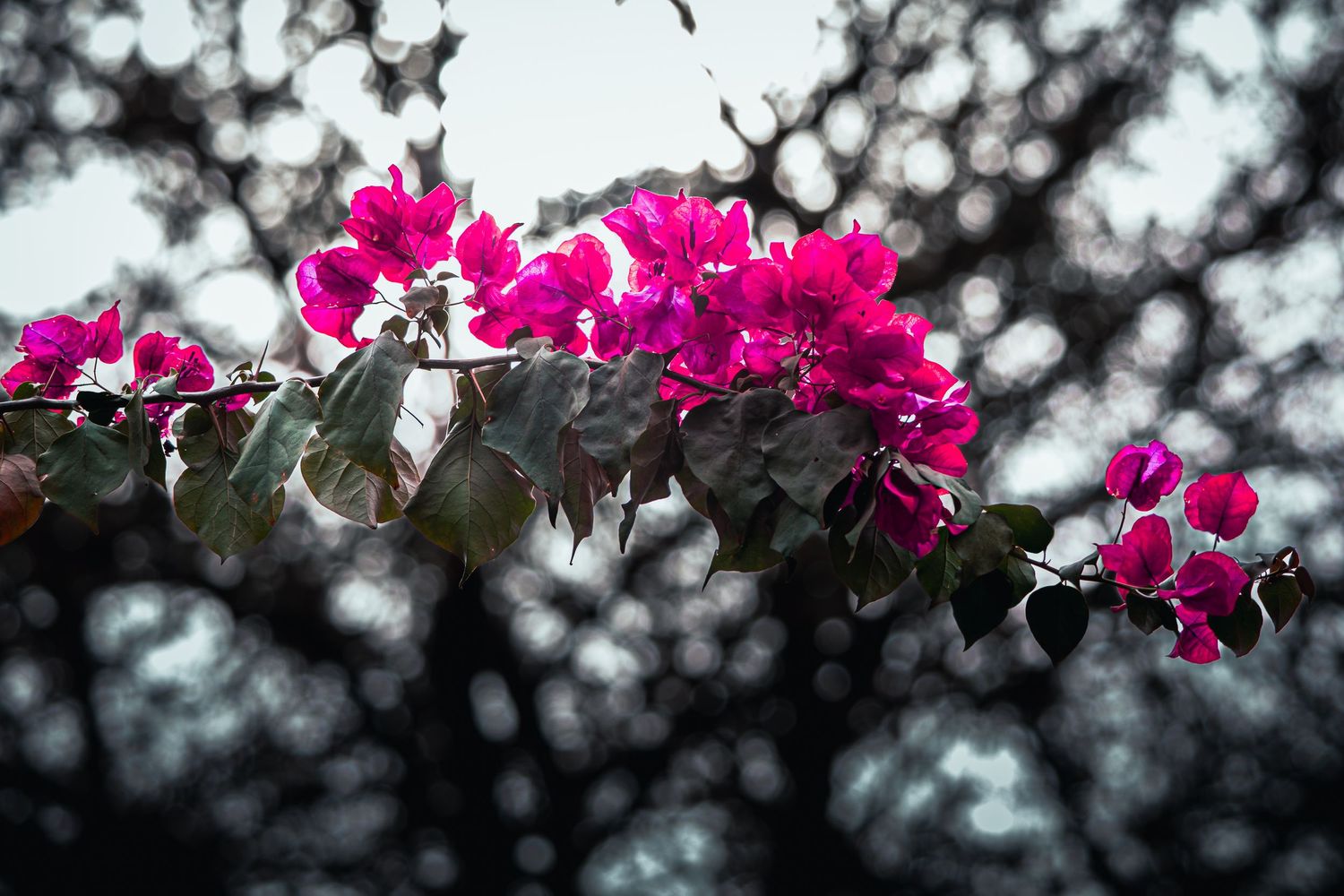 Vibrant pink bougainvillea flowers bloom against a blurred bokeh background.