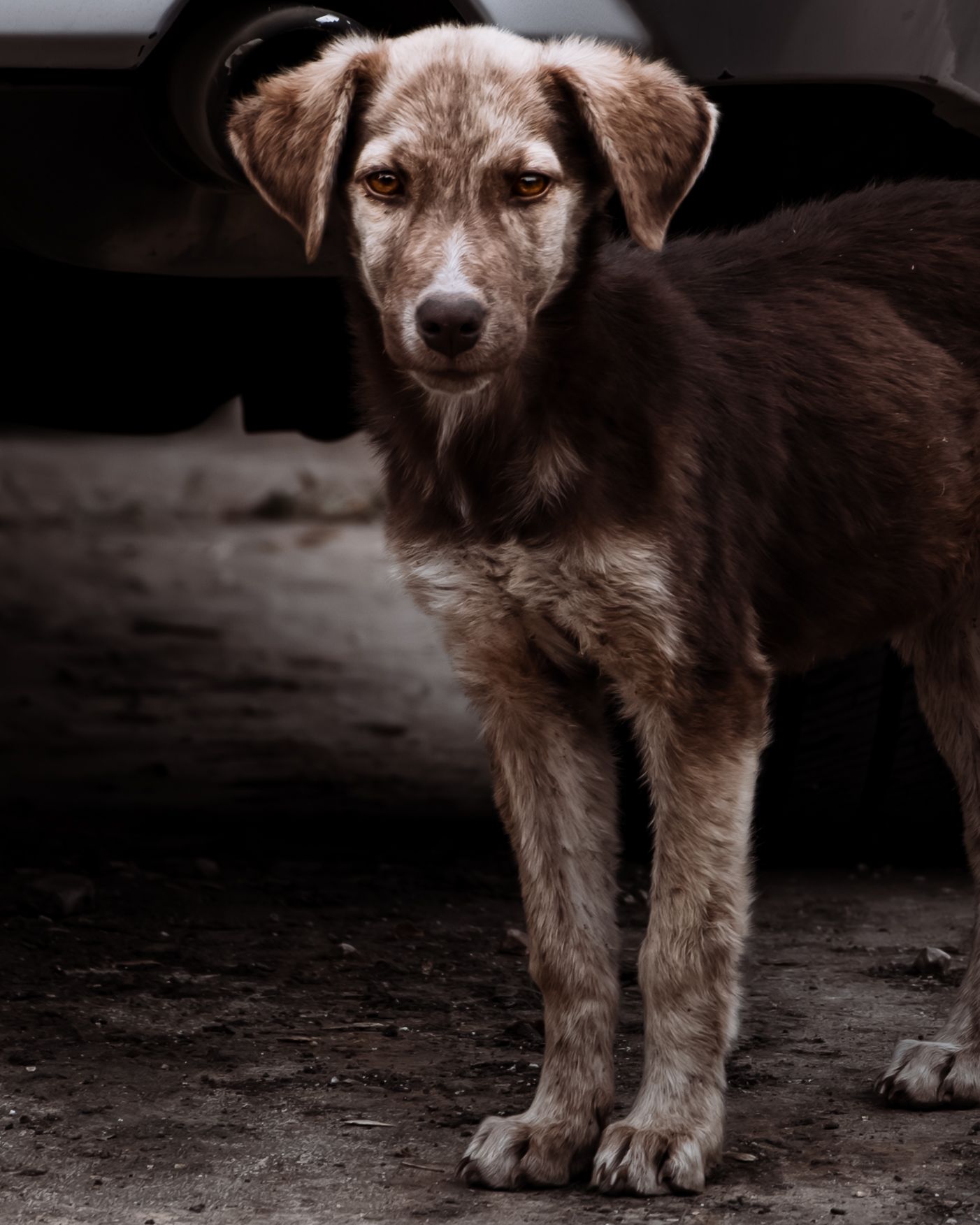 Scruffy stray dog with brown fur stands on dark ground.