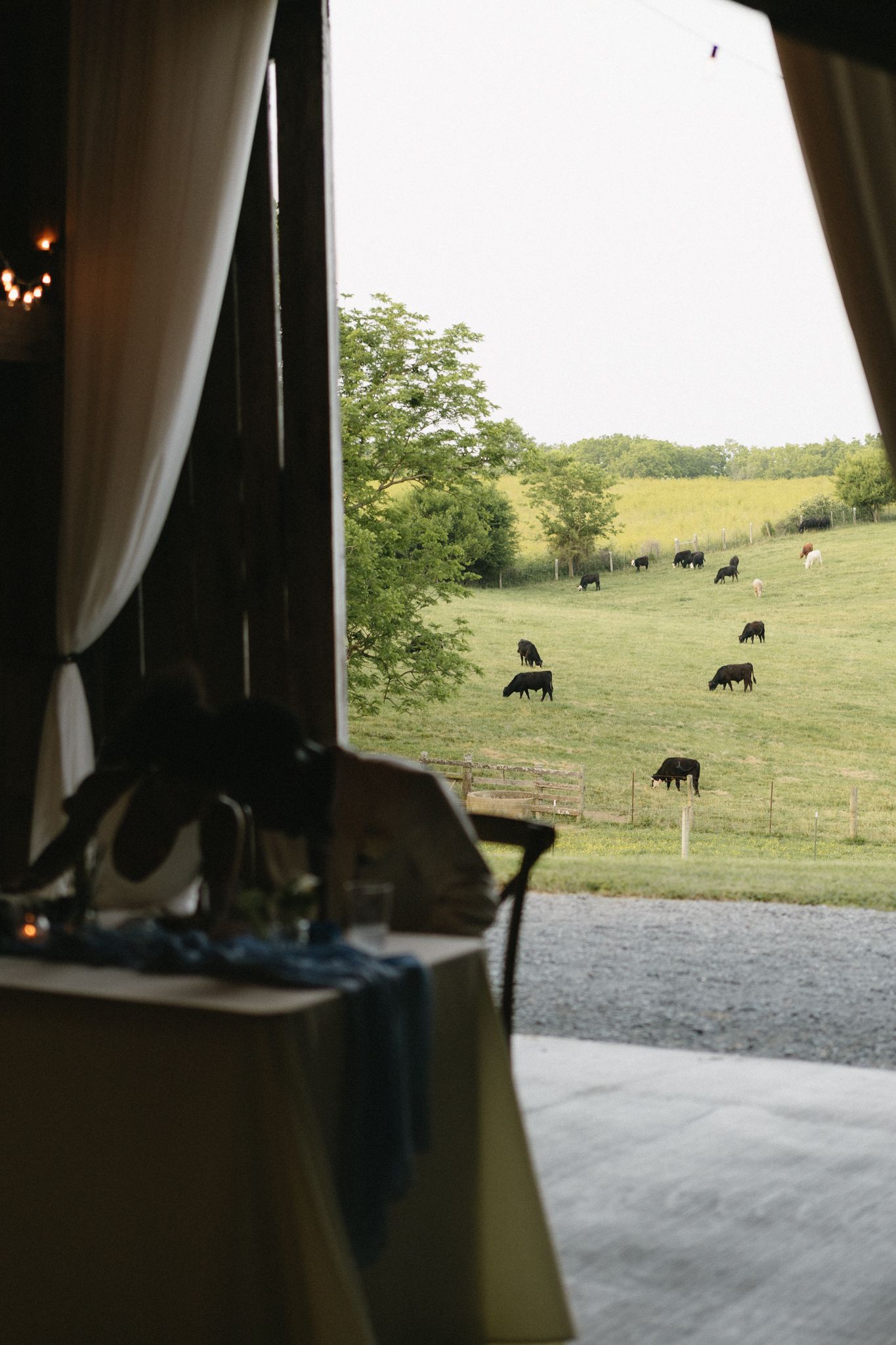 View of cattle grazing in a pastoral field through an open barn doorway with white curtains.