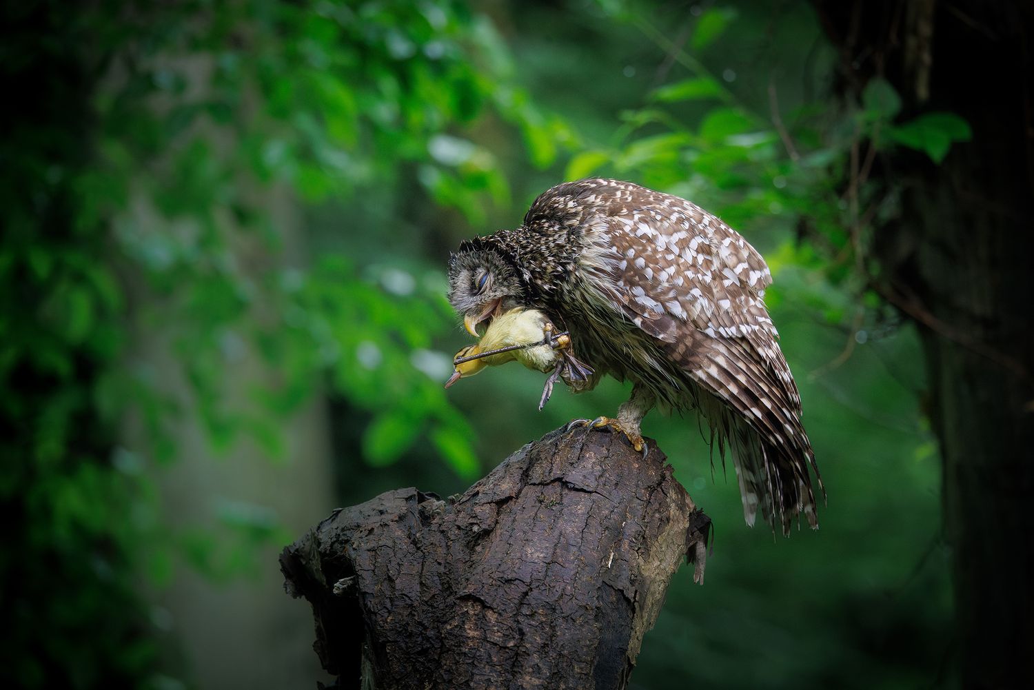 Breakneck Speed - Barred Owl catching a duckling