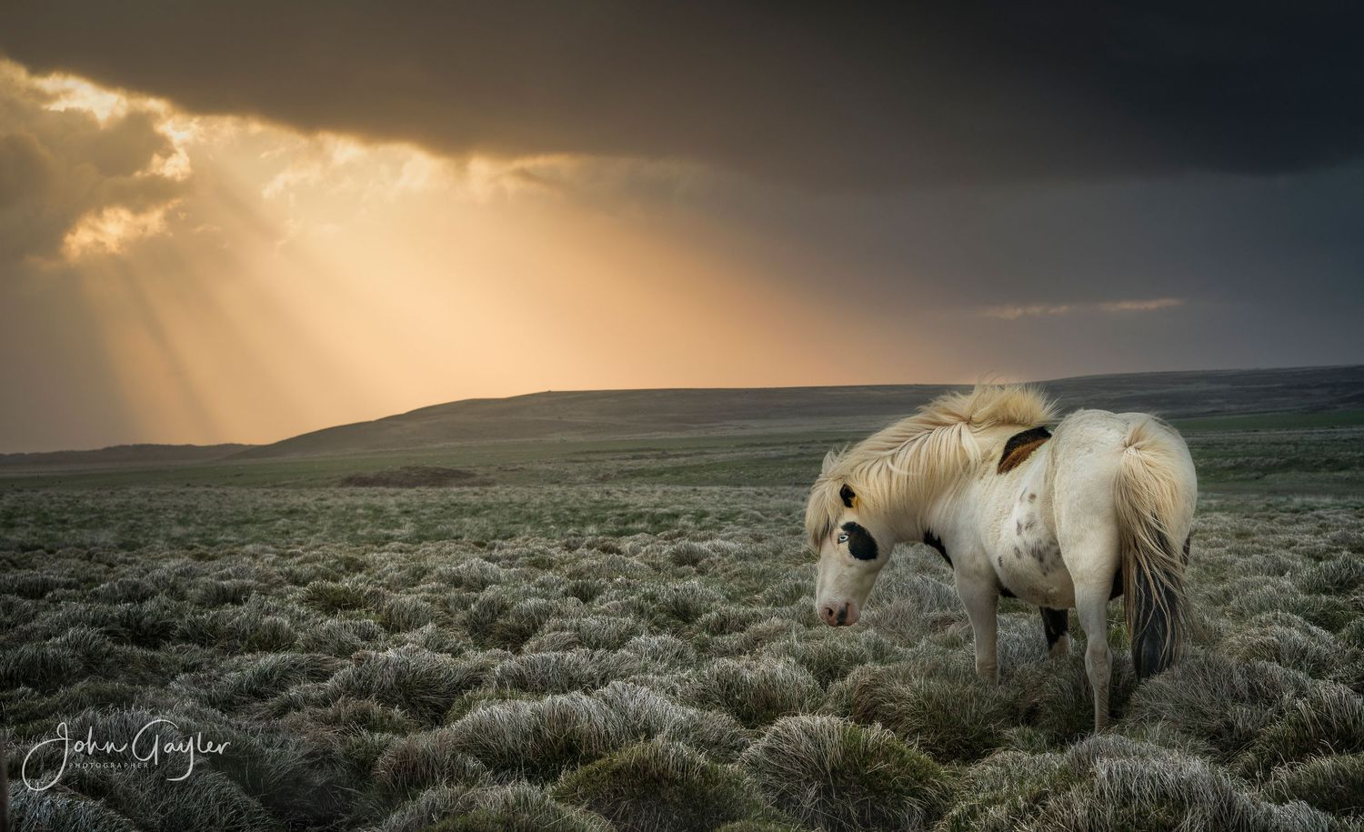 A dramatic image of an Icelandic horse with blue eyes grazing in the sunset. Suitable for wall art.