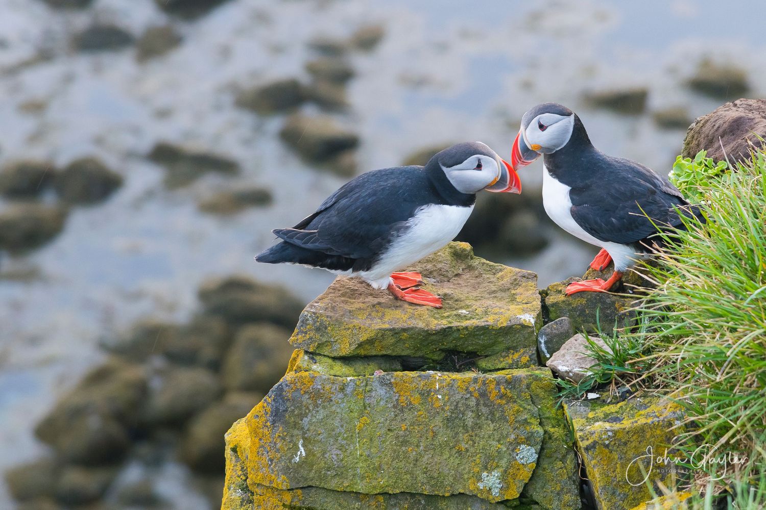 Two puffins with bright red beaks perch on mossy rocks by the water's edge, exhibiting a courting behavior called billing, in Iceland.