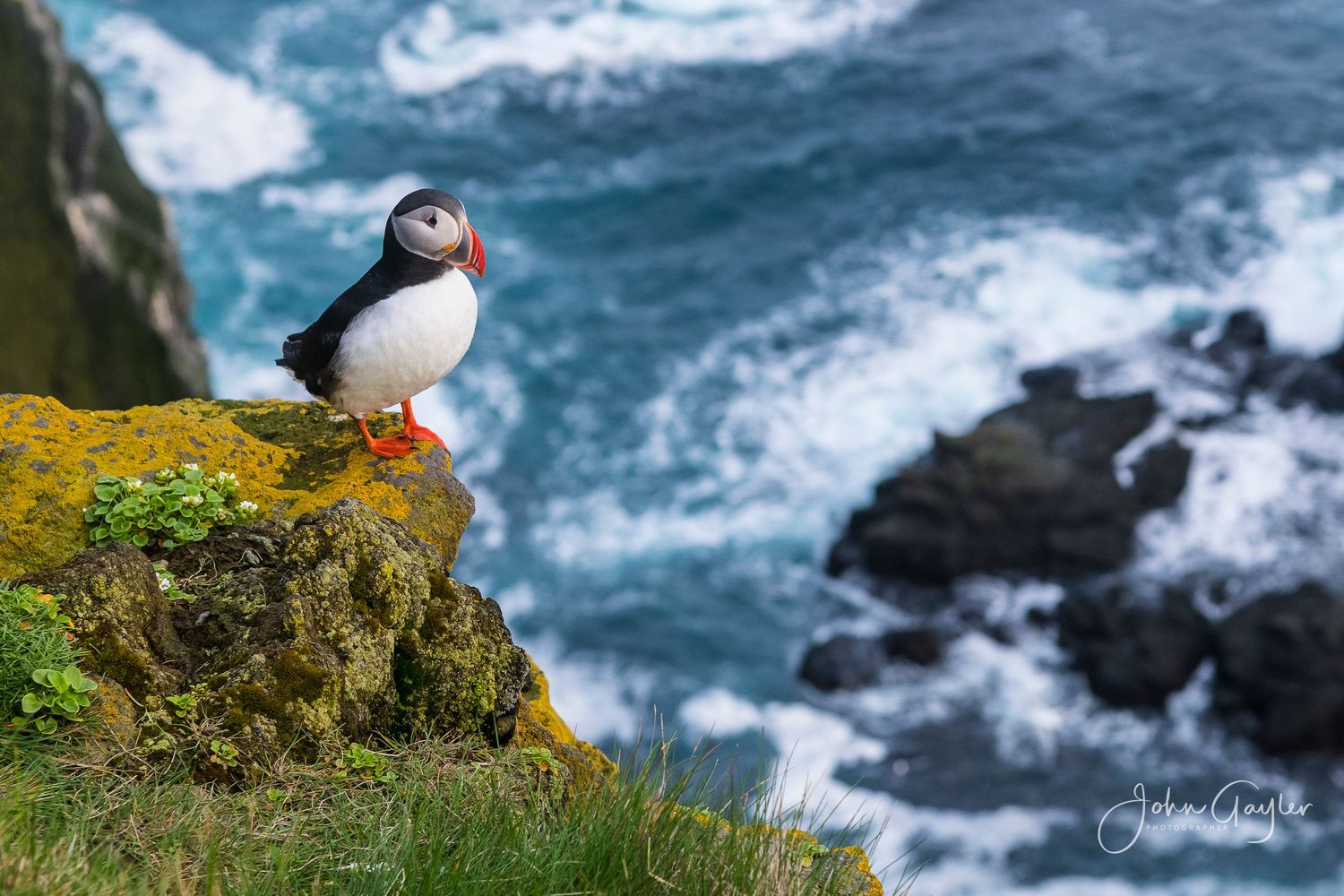 A lone puffin surveys his domain from the high cliff top down to the surf  at Látrabjarg, in the Western Highlands of Iceland,