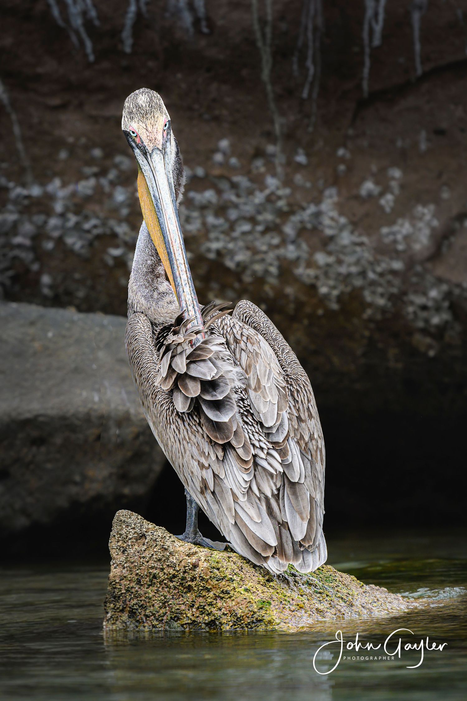 A brown pelican preens its feathers while perched on a mossy rock in shallow water.