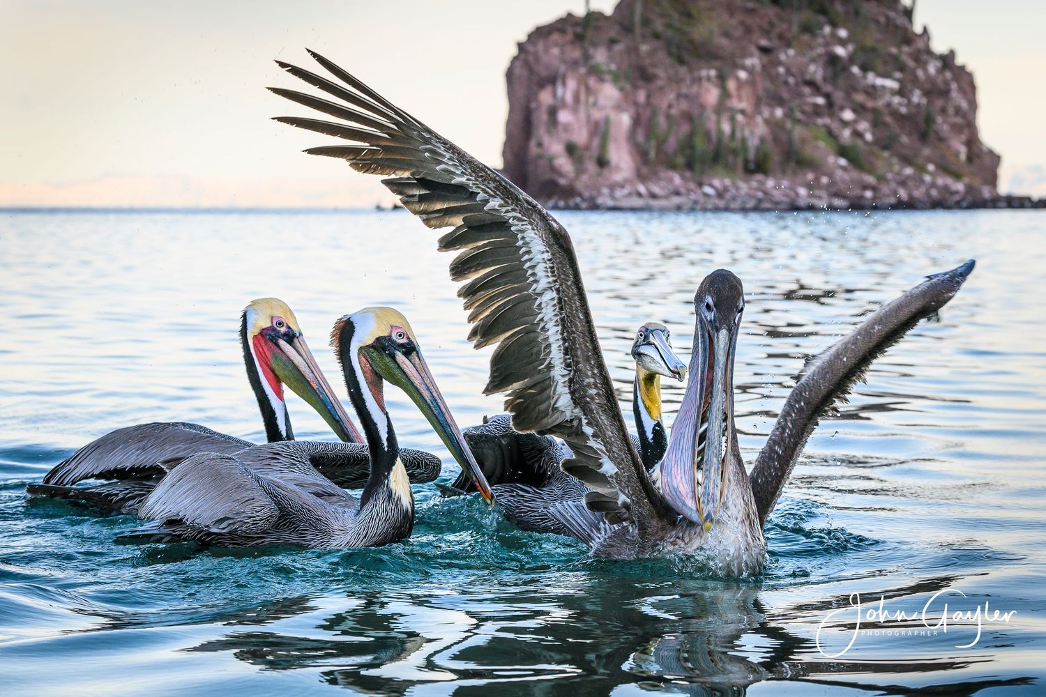 Adult brown pelicans envy the juvenile with a huge catch of sardines in the blue ocean water of the Baja, Mexico