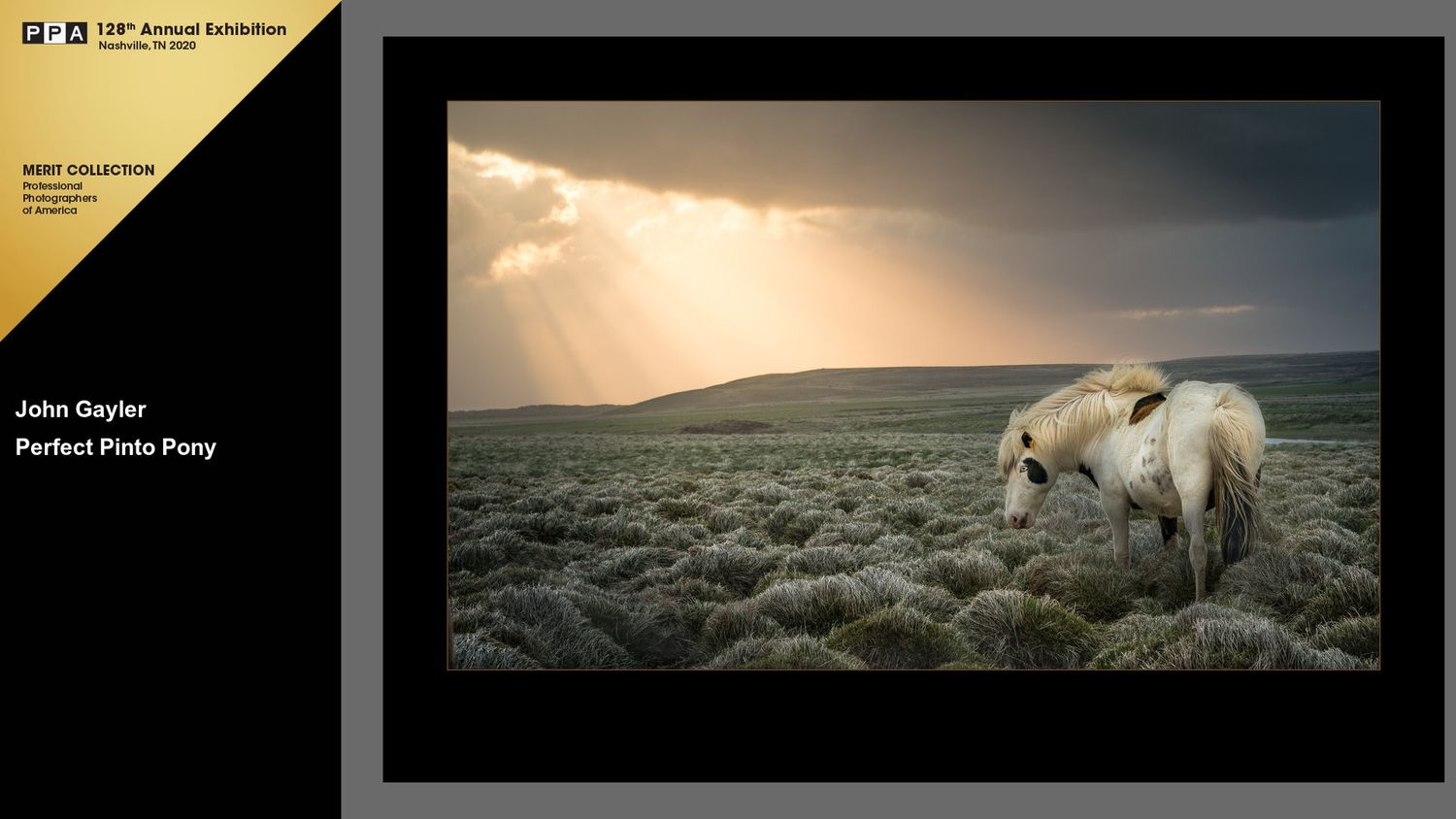 John Gayler Photography PPA Merit Award A blue-eyed  Icelandic pony looks back from a grass field lit by golden rays in the sunset