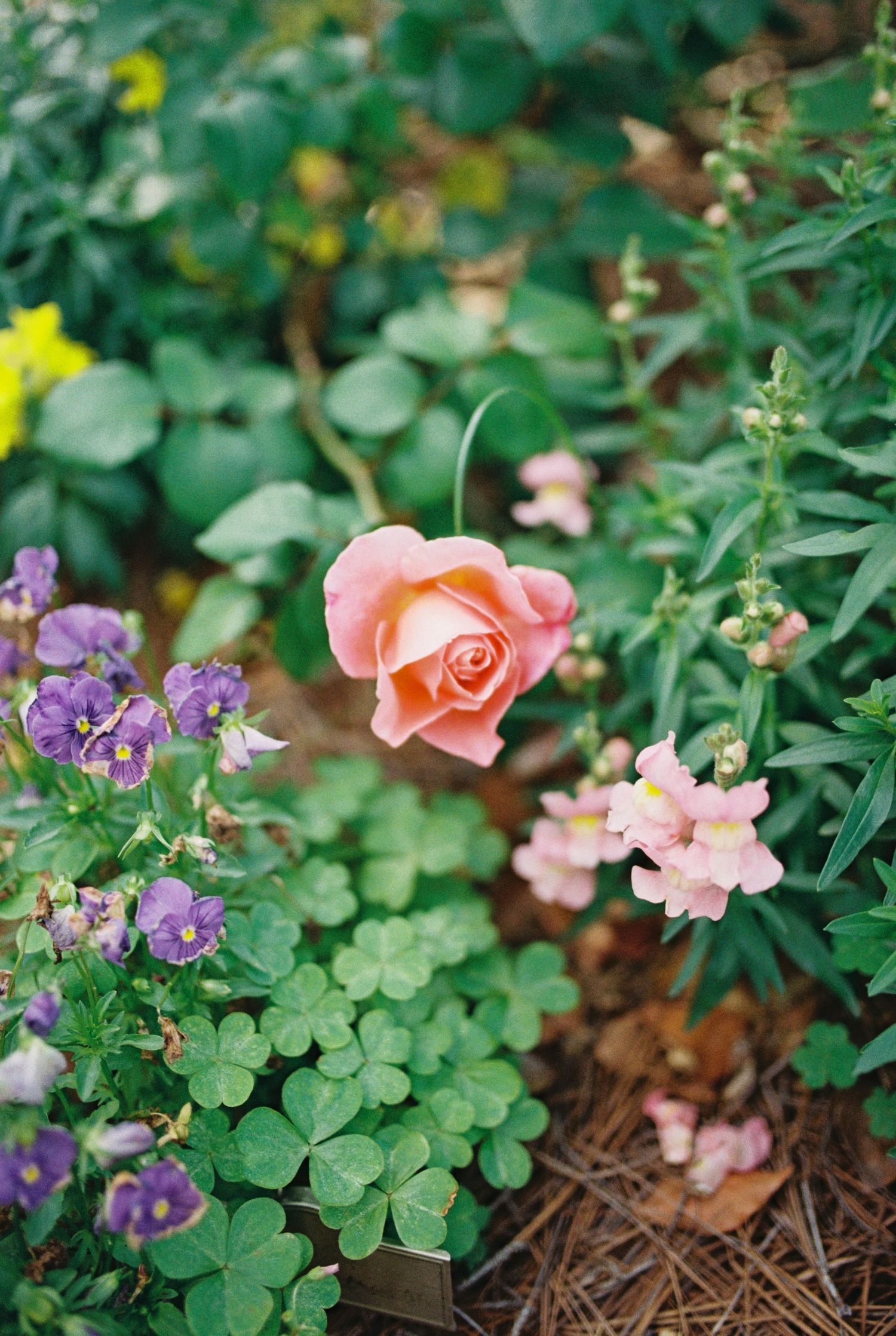 A peach rose blooms among purple pansies and pink snapdragons in a lush garden bed with green clover.