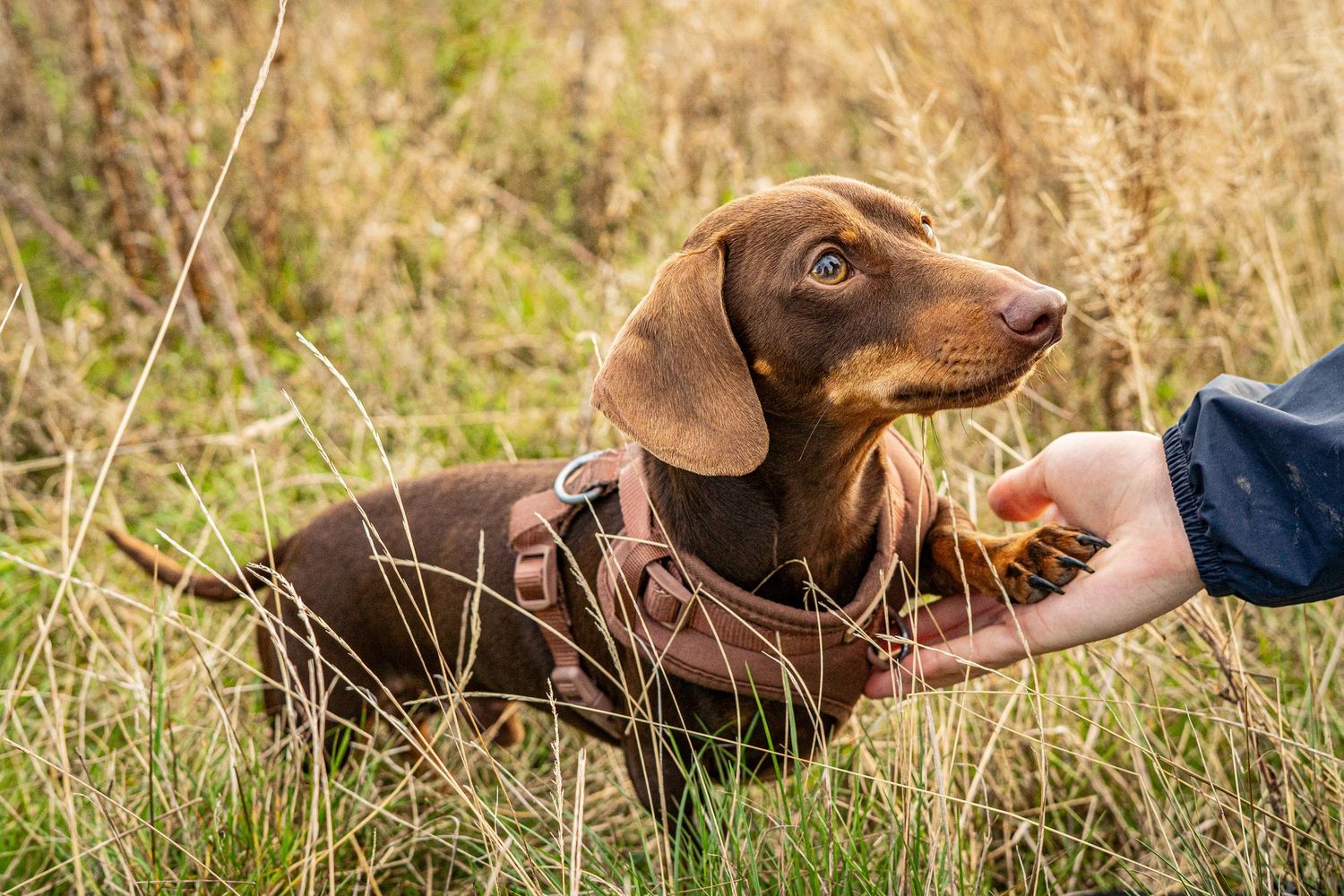 Brown dachshund wearing leather harness enjoys outdoor playtime in tall grass.