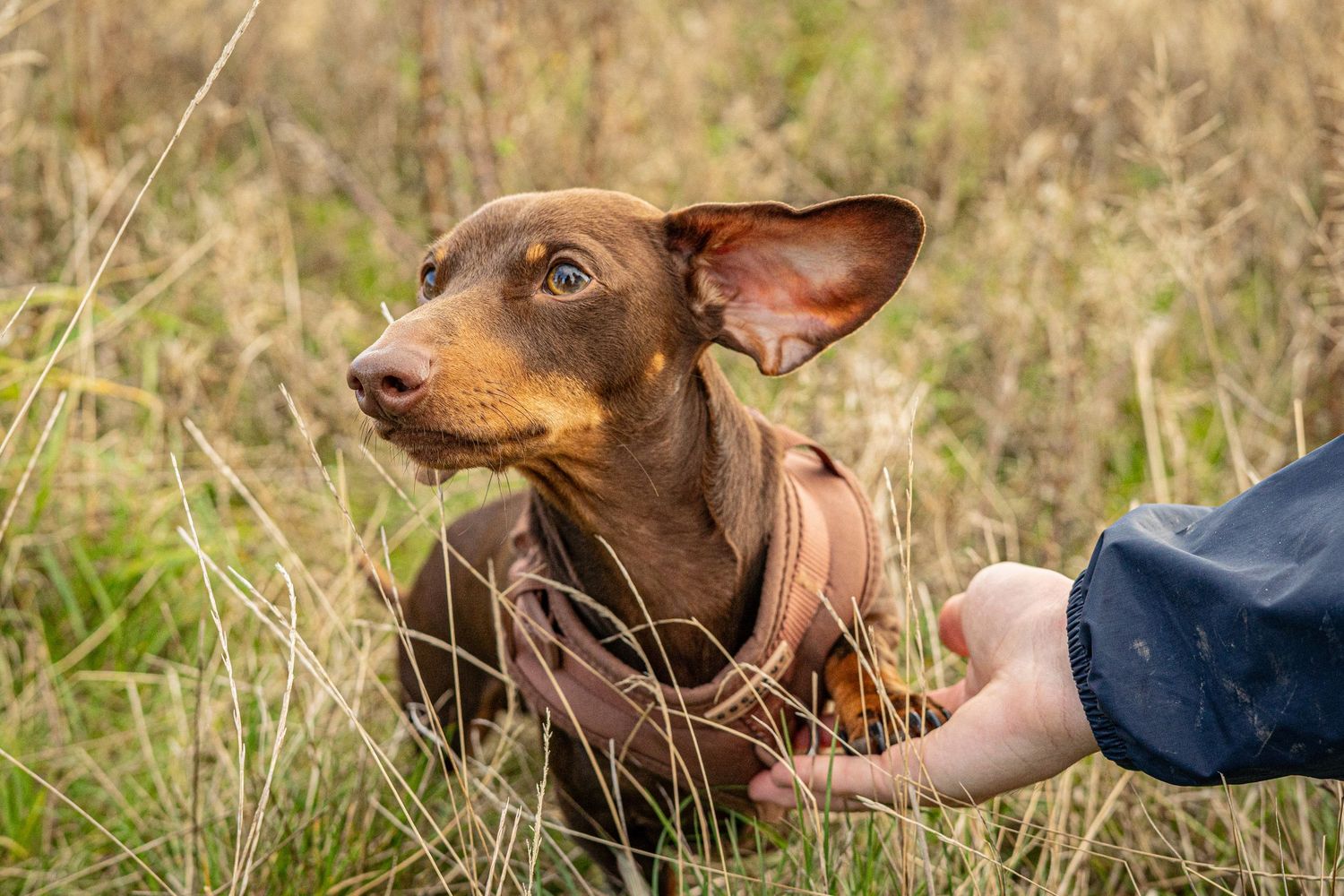 Curious dachshund puppy exploring dried grass field while wearing brown harness.