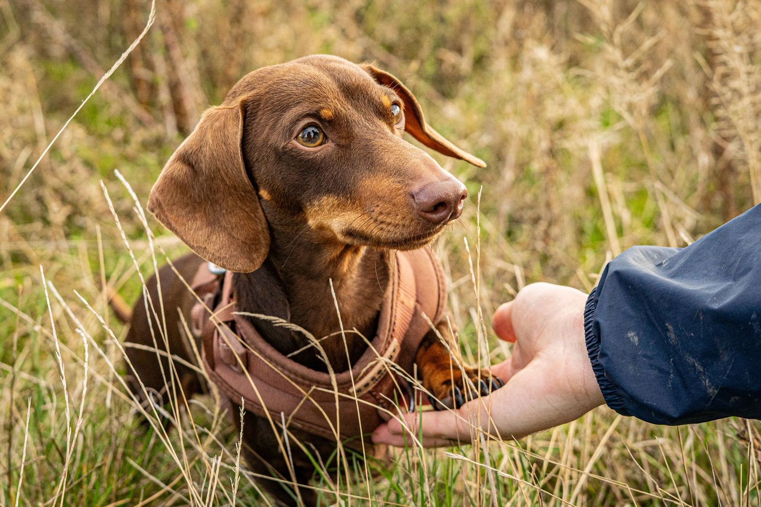 Attentive dachshund with sleek brown coat rests in natural meadow setting.