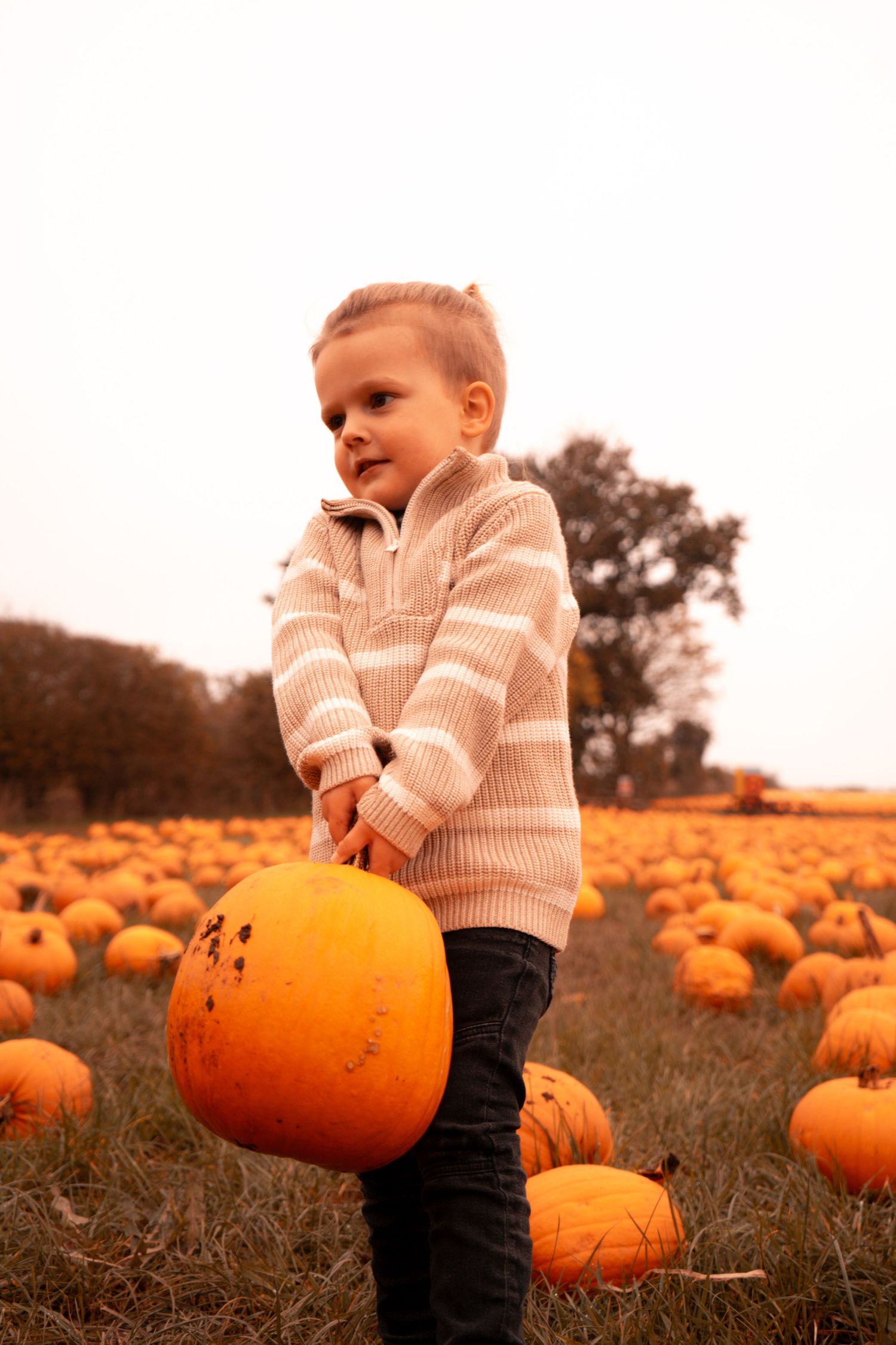 Young child lifting a large orange pumpkin in an autumn pumpkin field.