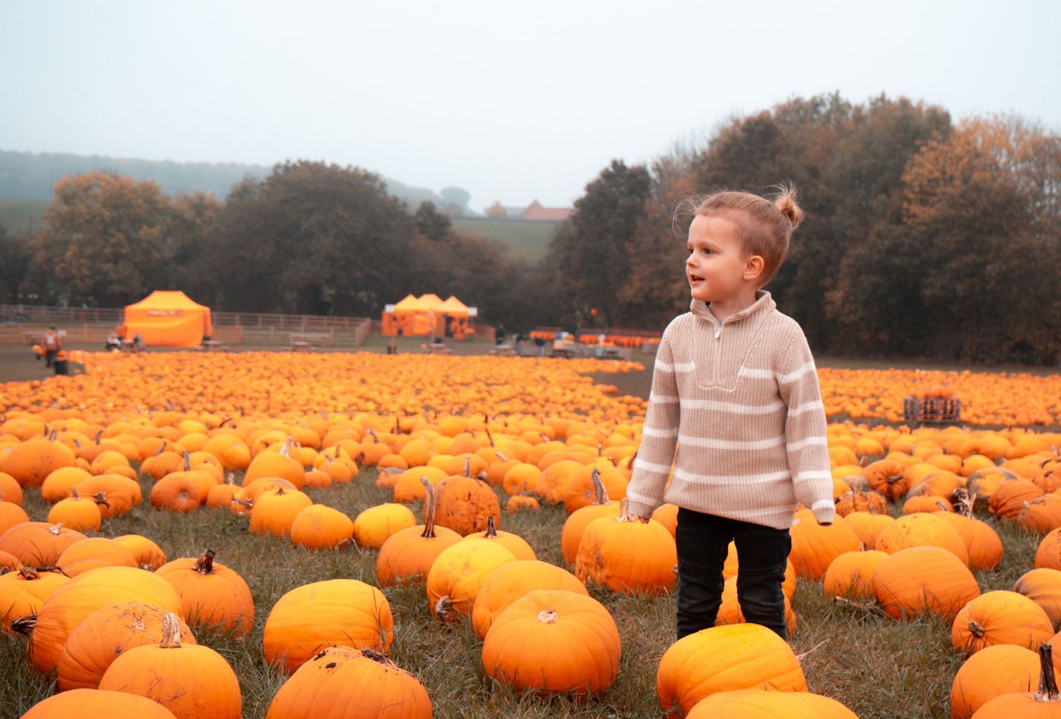 Orange pumpkins fill a vast autumn field stretching into the distance.
