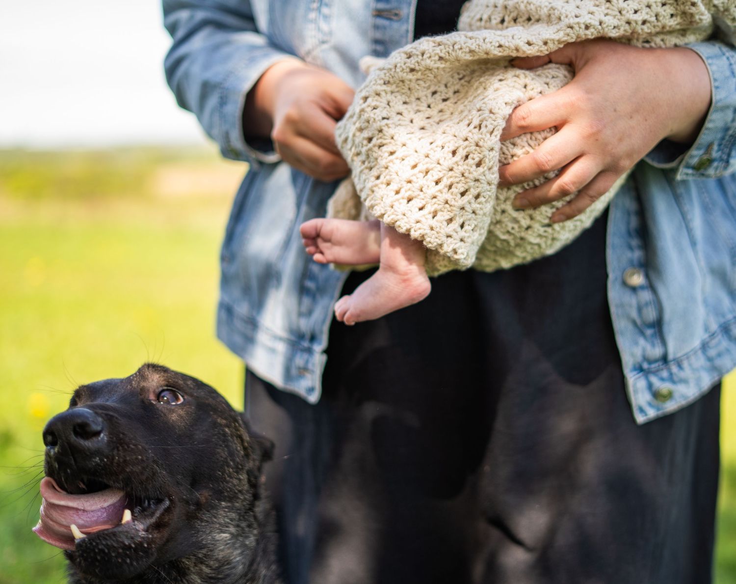 Large black dog interacting gently with baby wrapped in knit blanket outdoors.