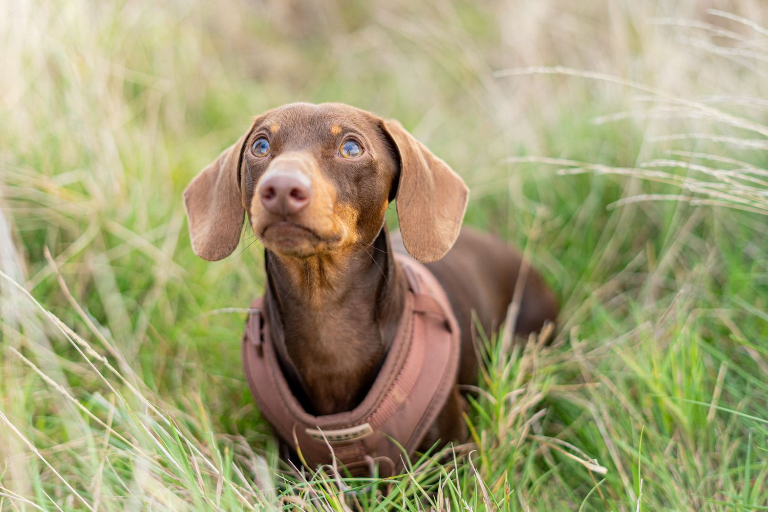 Curious chocolate dachshund puppy looking up attentively while nestled in tall grass.