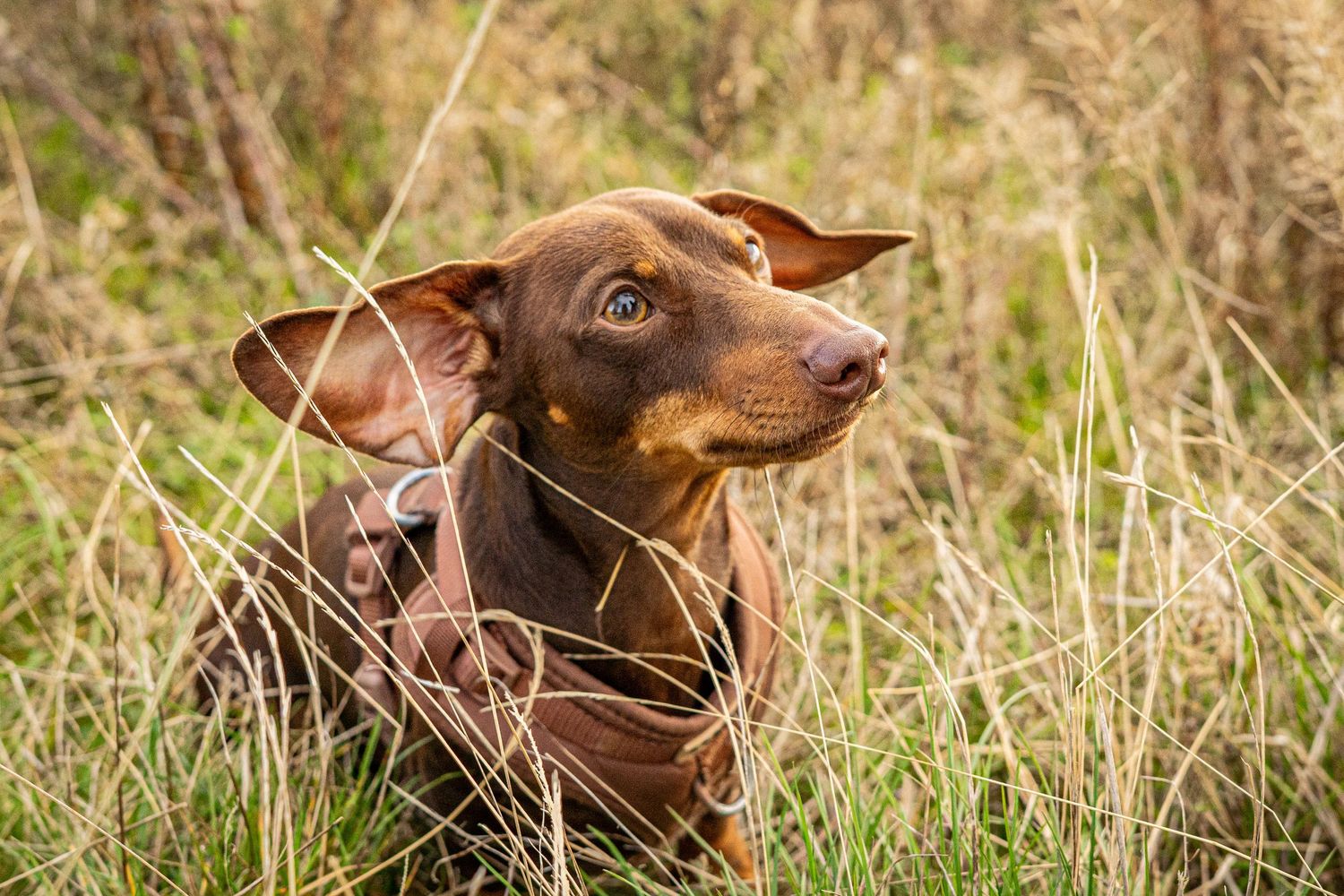 Dachshund with expressive eyes and pointed ears sits in sunlit meadow.