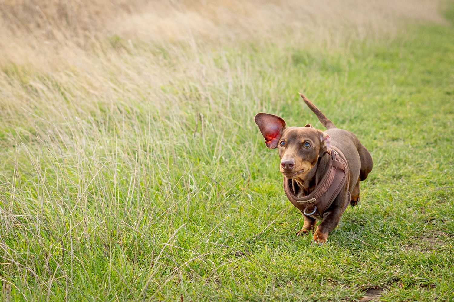 Chocolate dachshund puppy running energetically through a grassy trail.