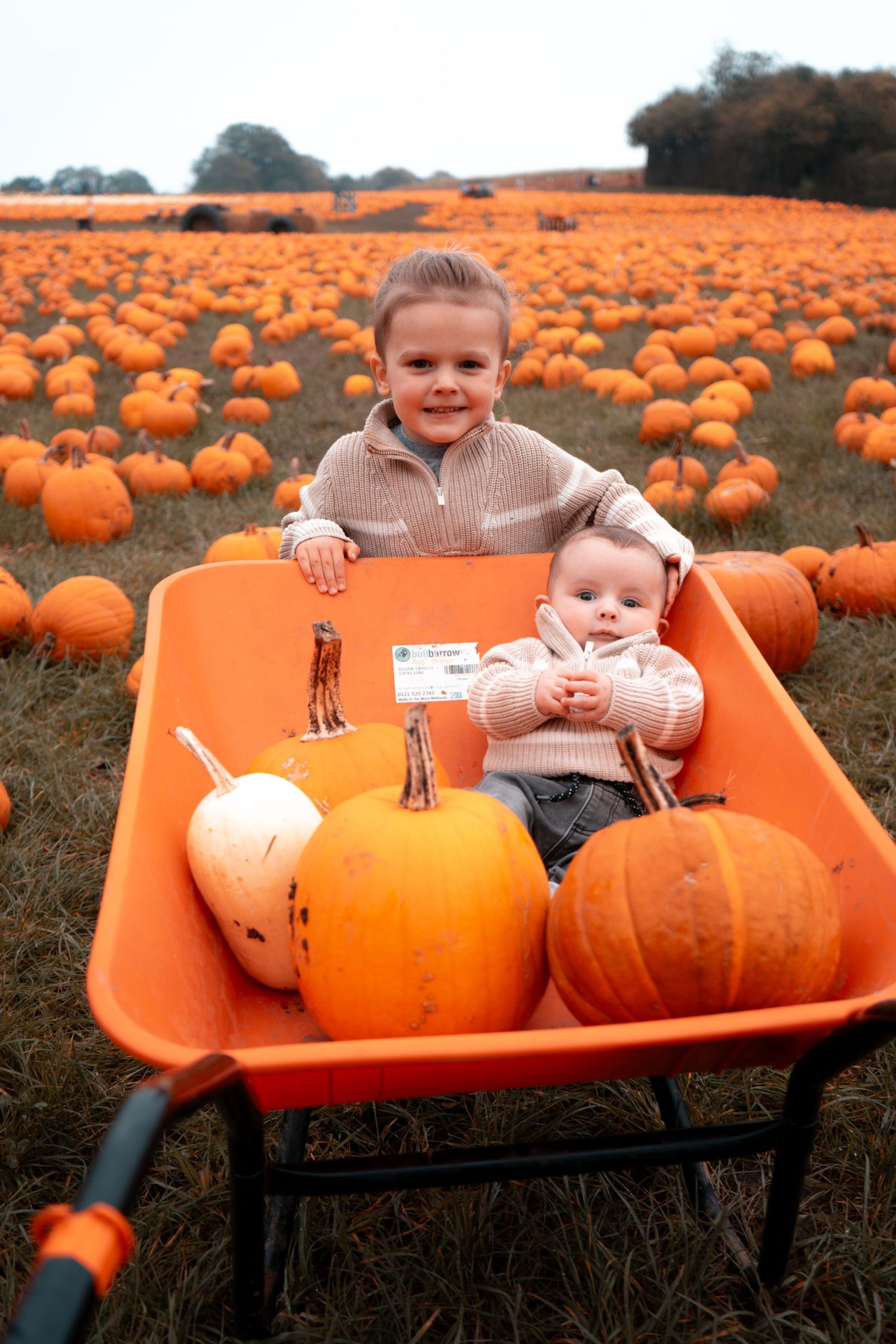 Child sitting in orange wheelbarrow surrounded by pumpkins in autumn field.