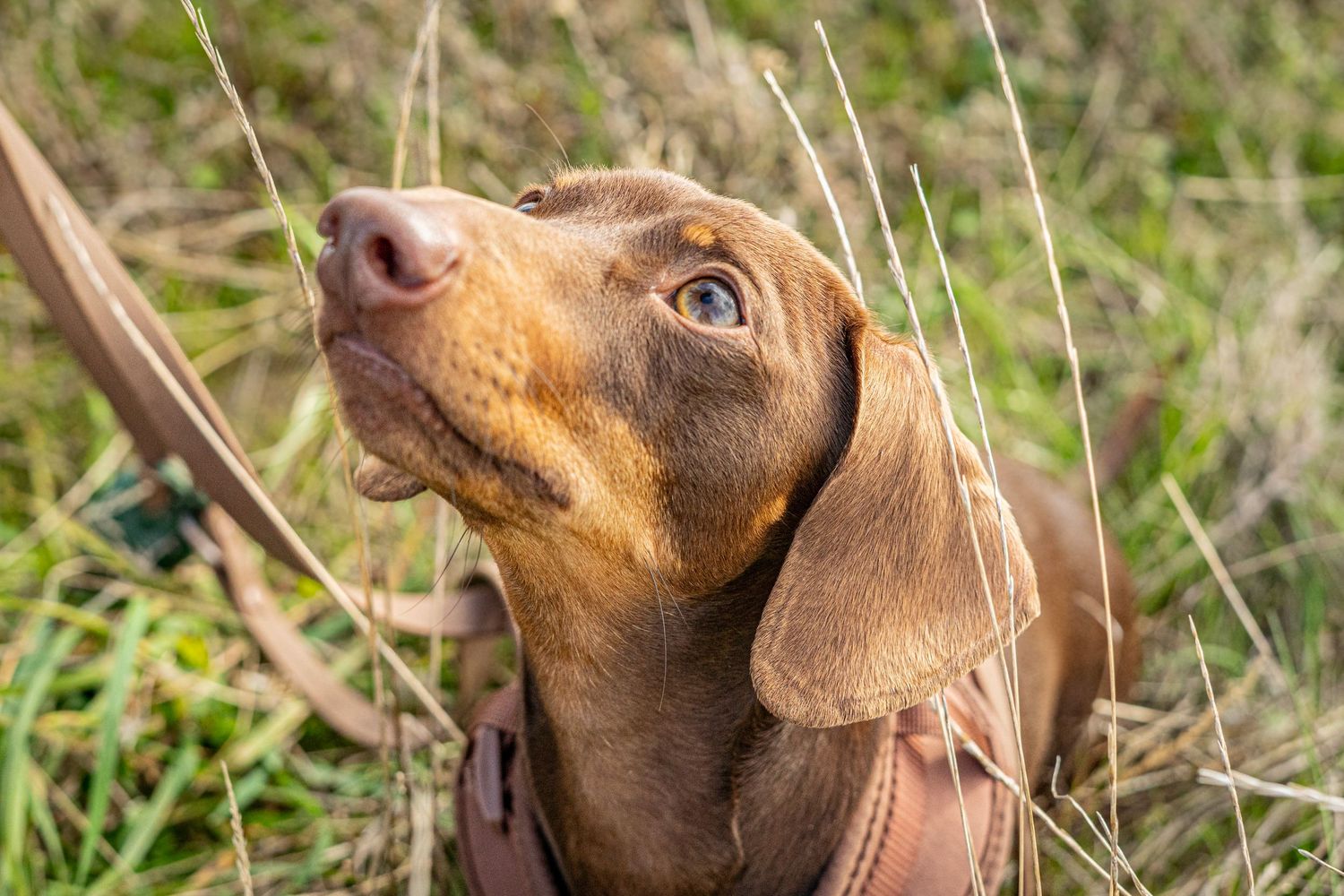Playful dachshund wearing a brown harness stands attentively in a grassy field.