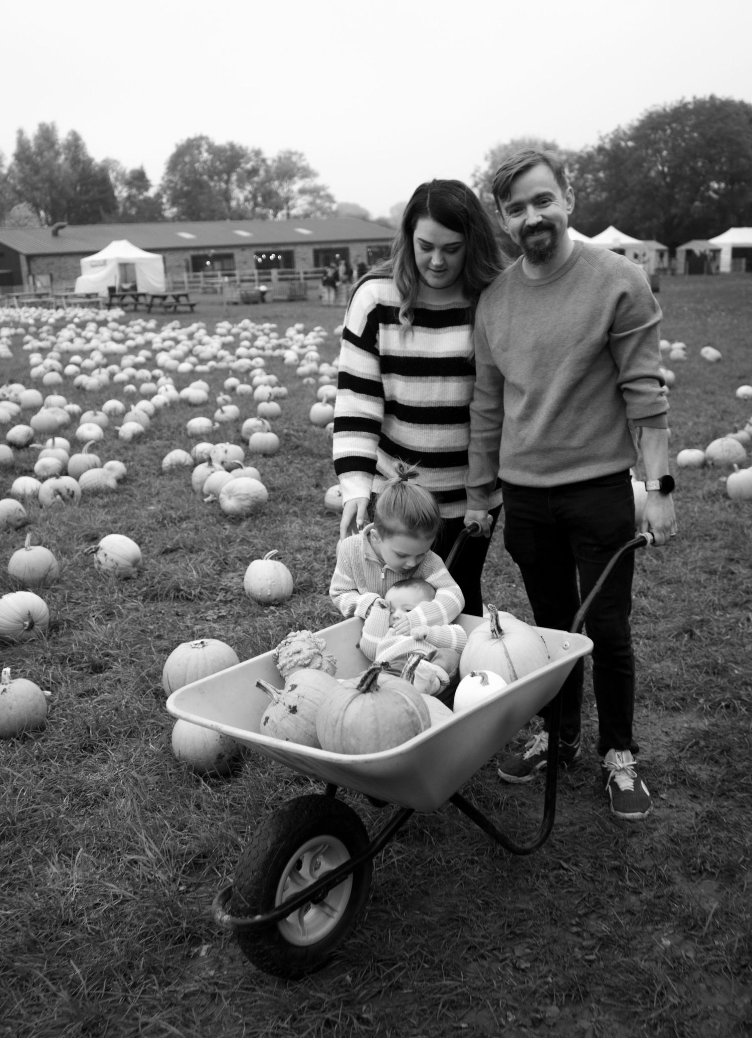A rustic scene with a wheelbarrow full of pumpkins in a field.