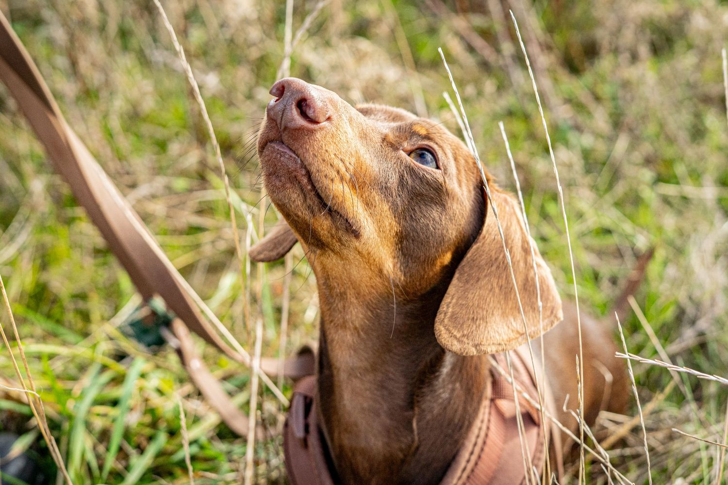 Brown dachshund puppy looking upward with bright eyes while standing in tall grass outdoors.