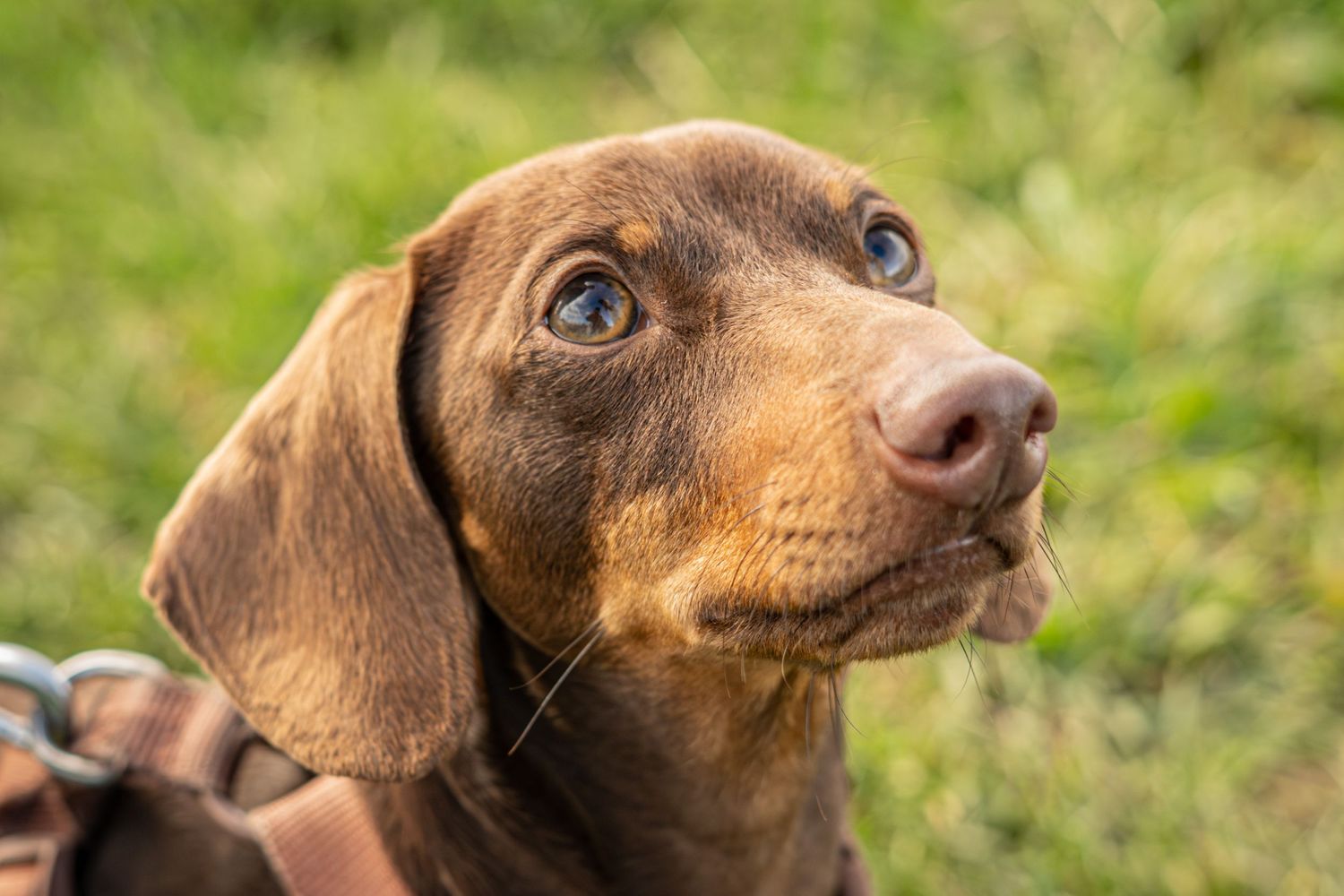 Close-up portrait of an alert brown dachshund puppy with expressive eyes.