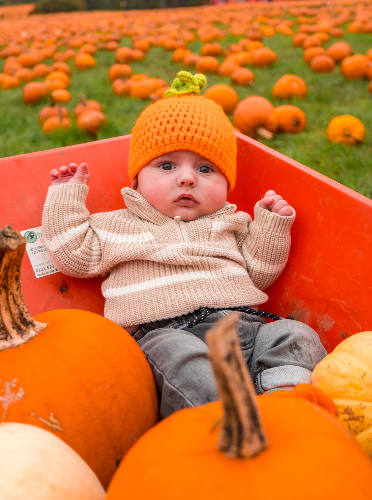 Child in beige sweater and orange hat lying among pumpkins in red wagon at pumpkin patch.