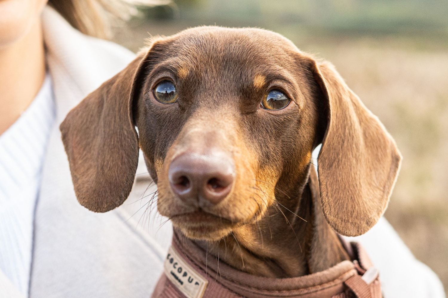 Close-up portrait of an adorable chocolate dachshund puppy with bright eyes and floppy ears.