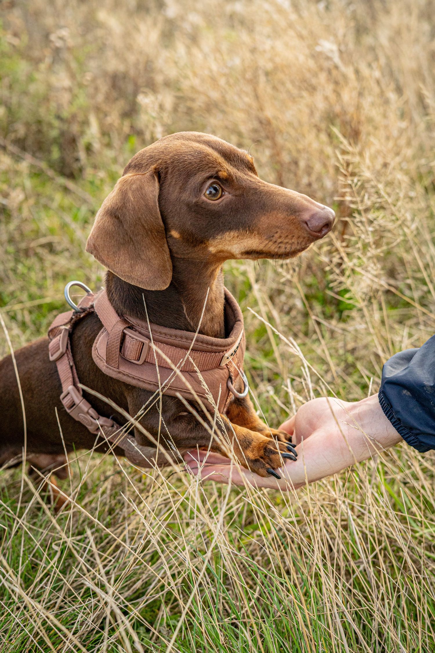 Chocolate dachshund puppy lying in dried grass field while wearing brown leather harness.