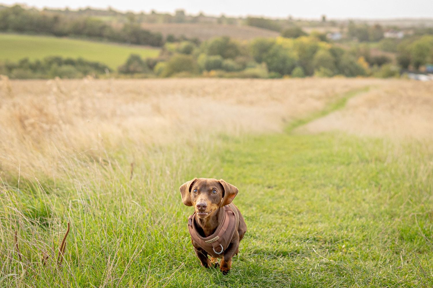 Brown dachshund running joyfully along a mowed path through tall grass.