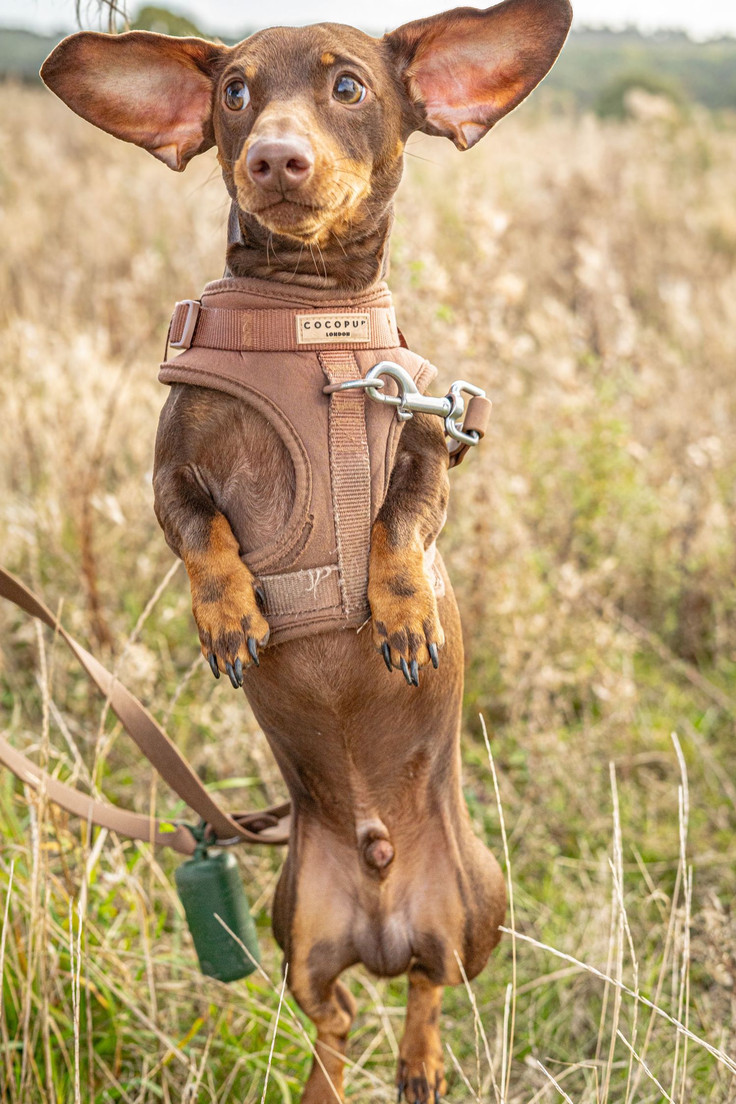Small brown dachshund wearing leather harness poses in golden field during sunset.