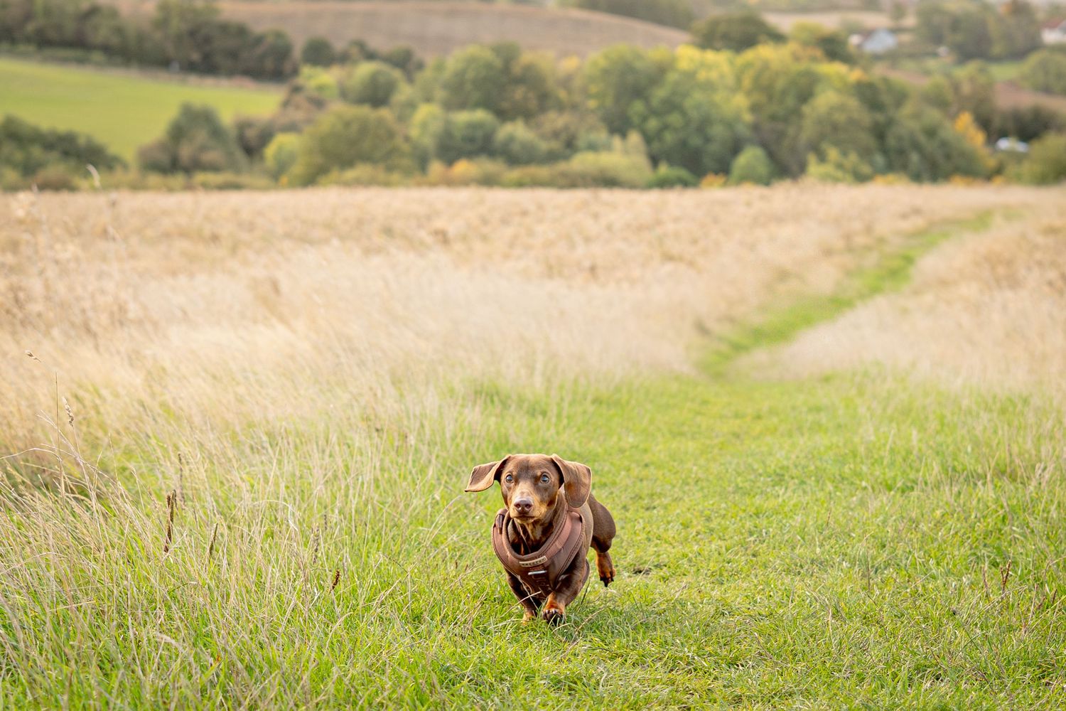 Happy chocolate dachshund running through a green grass path in countryside.