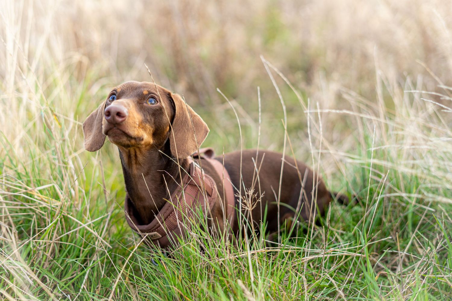 Close-up of chocolate brown dog lying in tall grass field.
