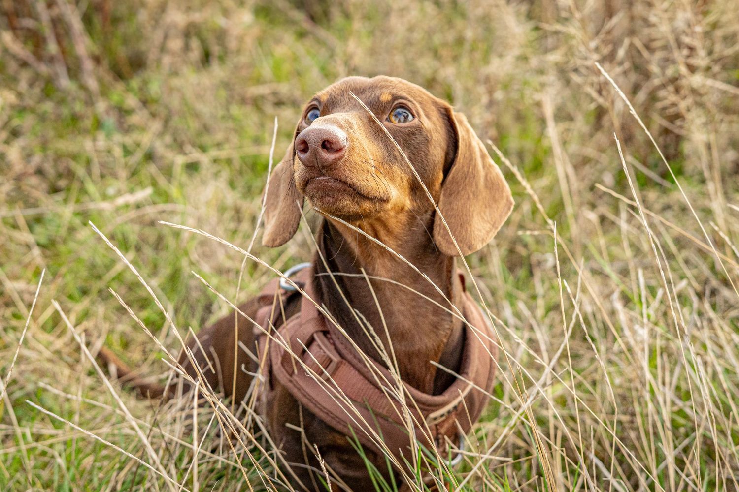 Chocolate lab dog poses expressively in sunlit grassy field.