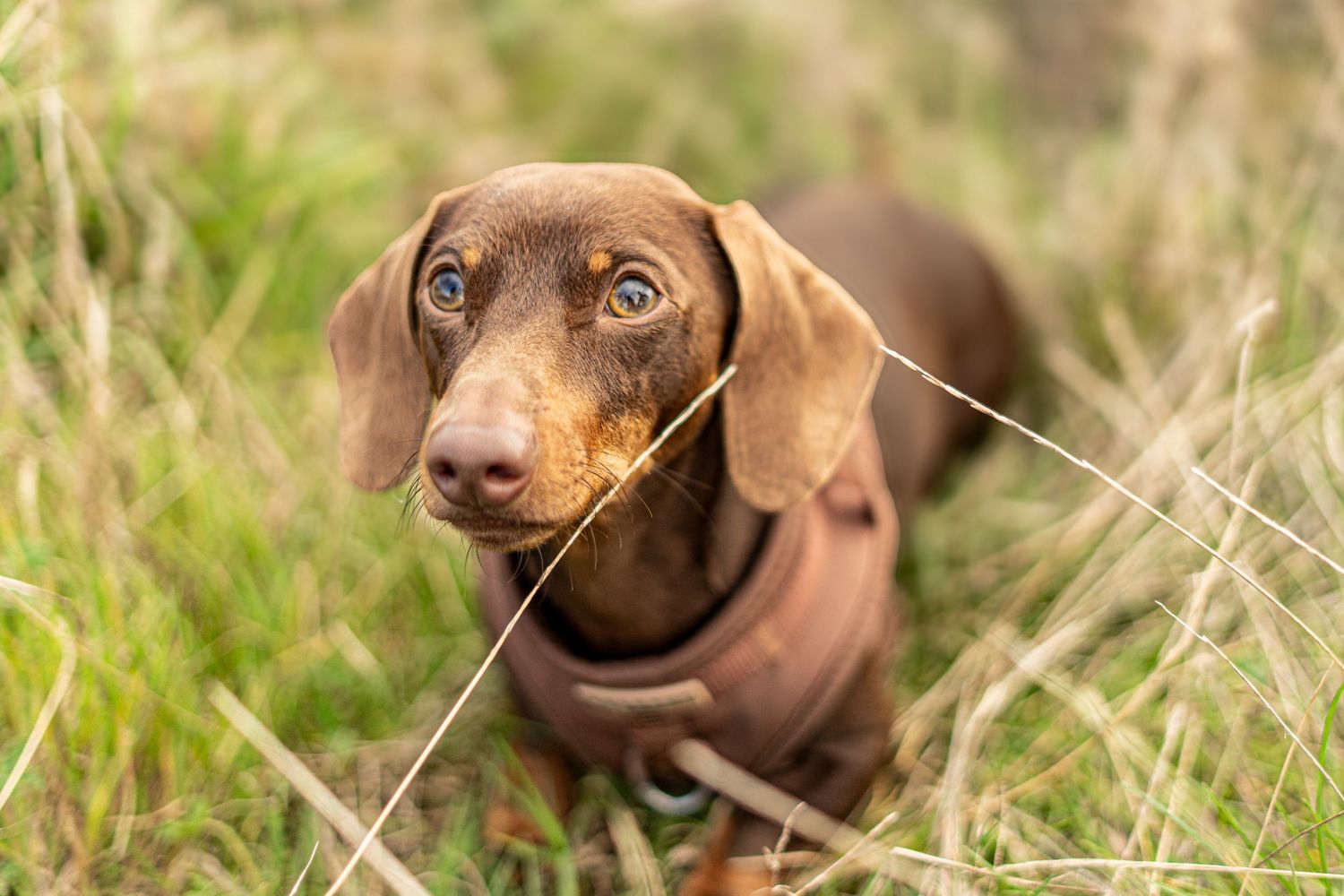 Adorable chocolate brown dachshund puppy lying in tall grass with bright eyes and alert expression.