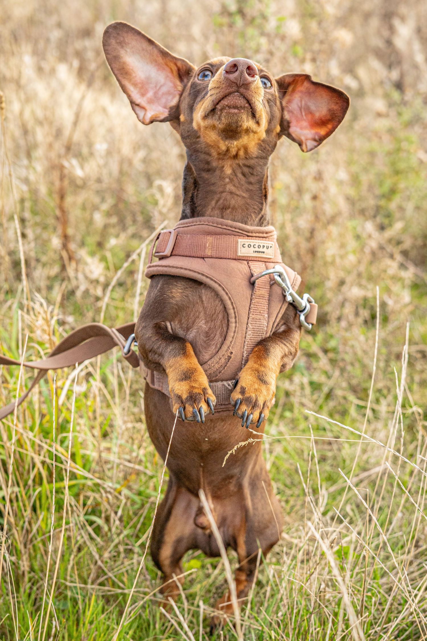 Brown dog with floppy ears playing in tall grass meadow.