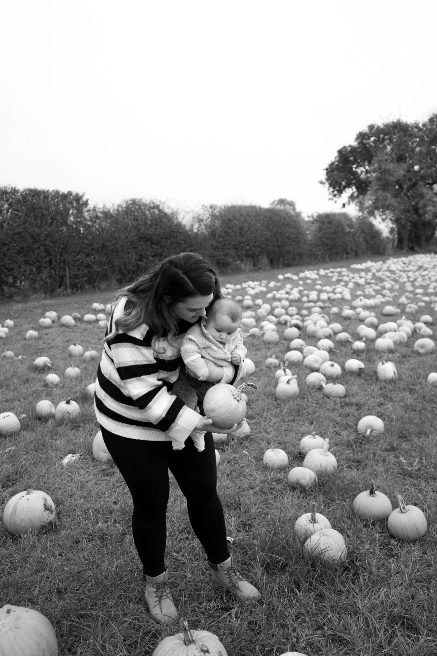 A pumpkin patch field filled with white pumpkins on a cloudy autumn day.