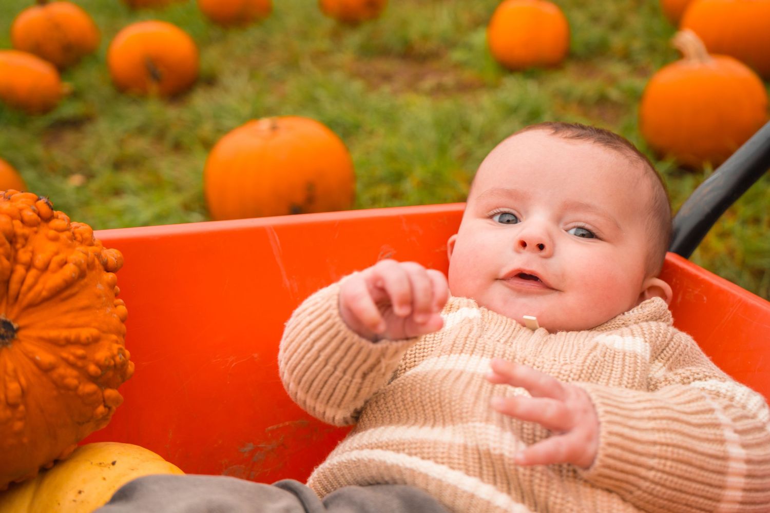 A small pumpkin patch with bright orange pumpkins scattered on grass.