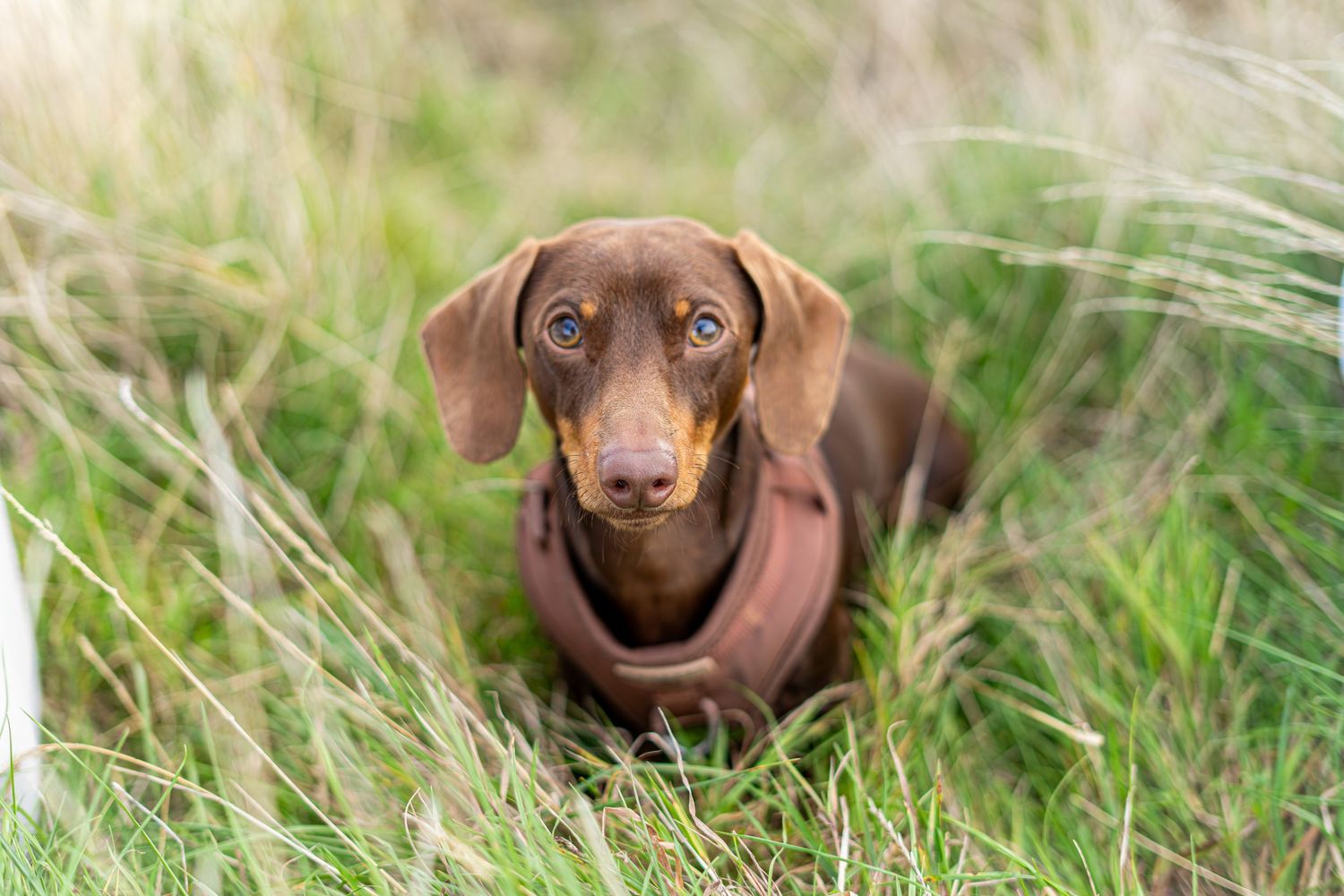 Alert brown dachshund puppy with bright eyes peeking through meadow grass.