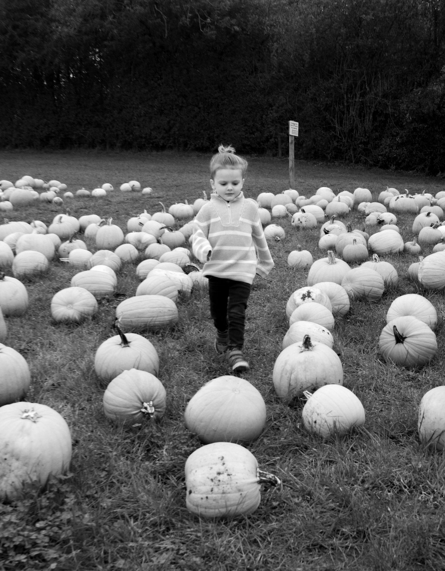 A field filled with white pumpkins scattered across the ground in a monochromatic scene.