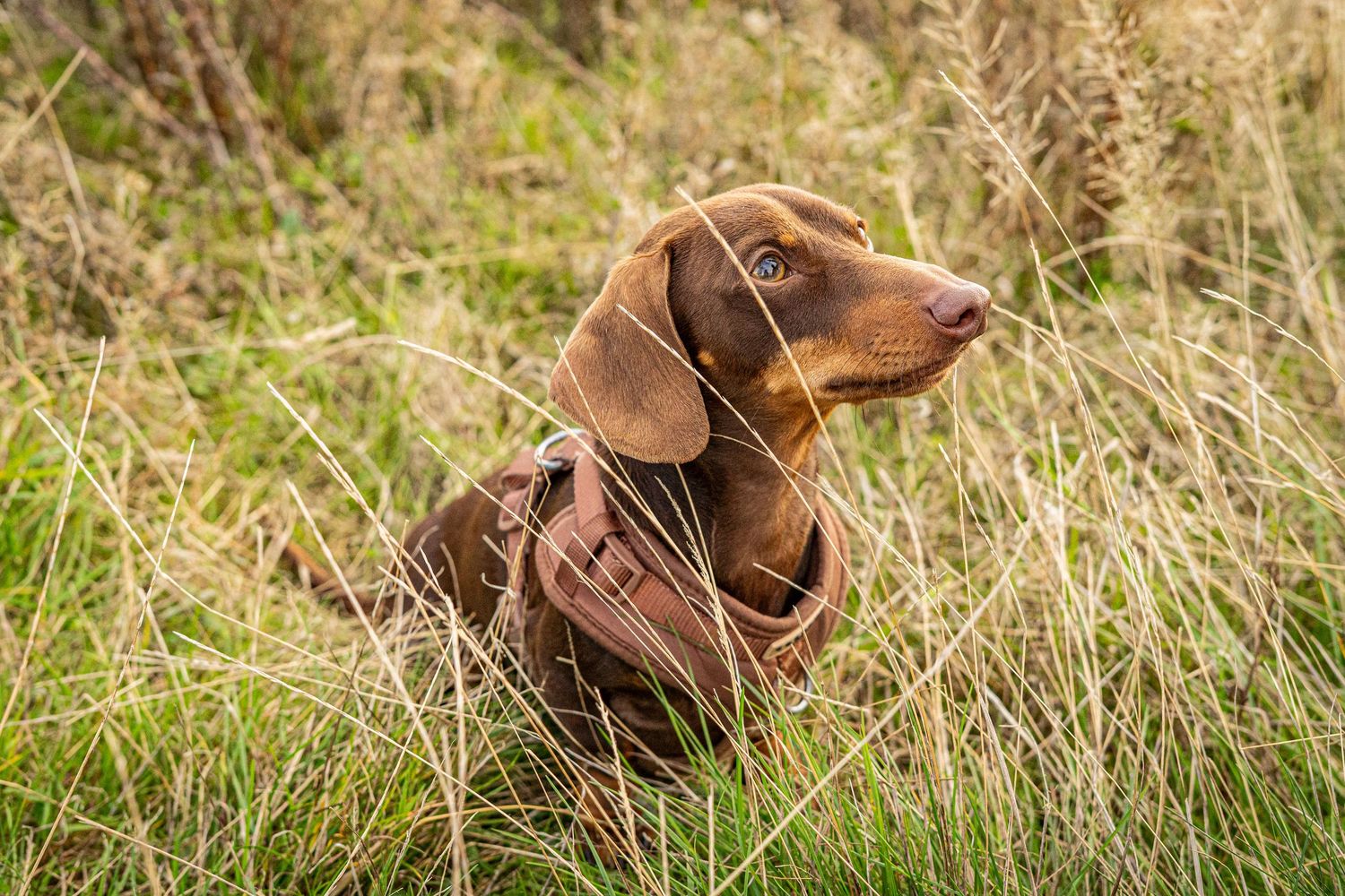 Alert dachshund with perked ears gazes intently across grassy field.